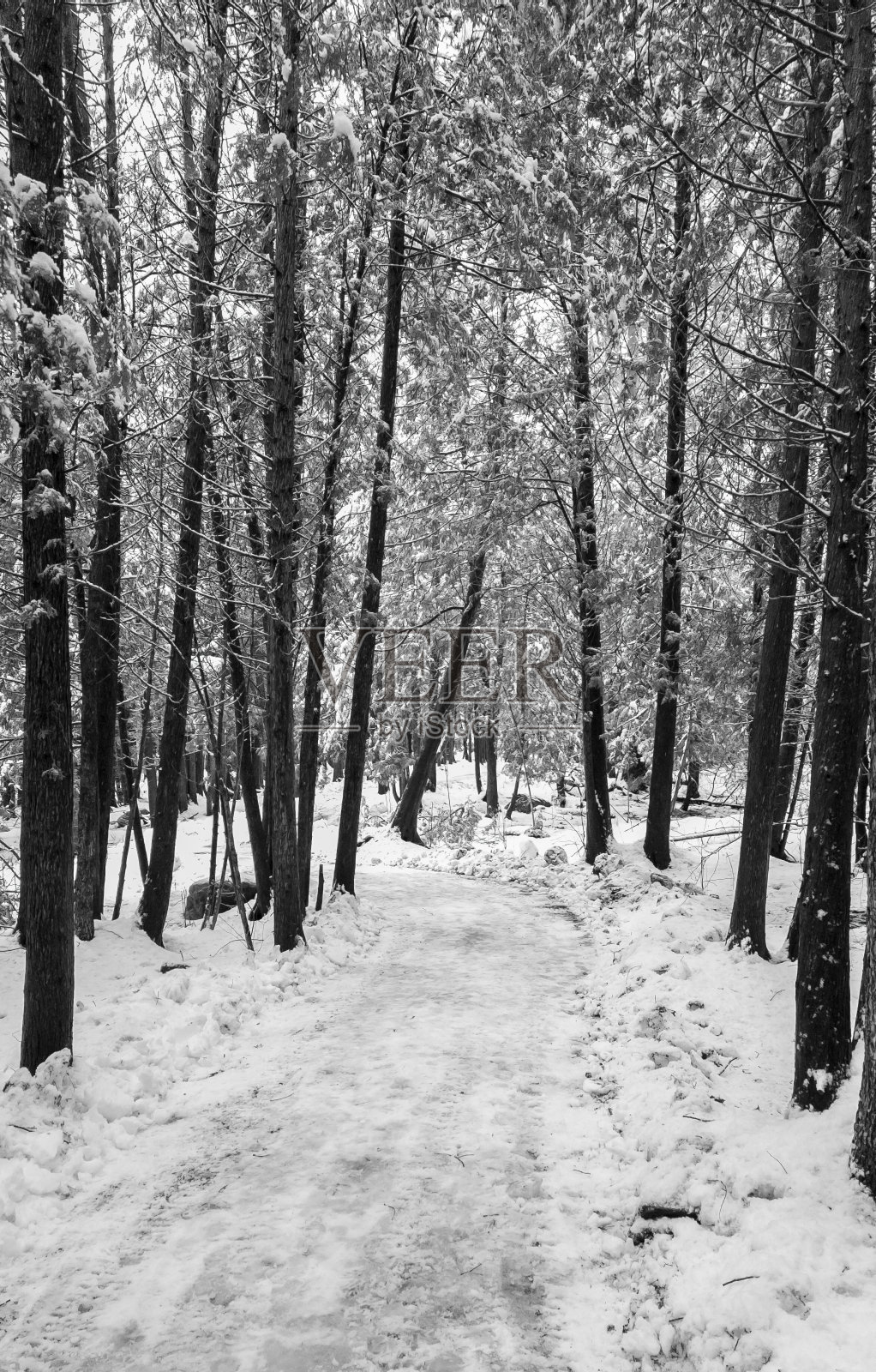 冬天的景色与白雪皑皑的树木照片摄影图片