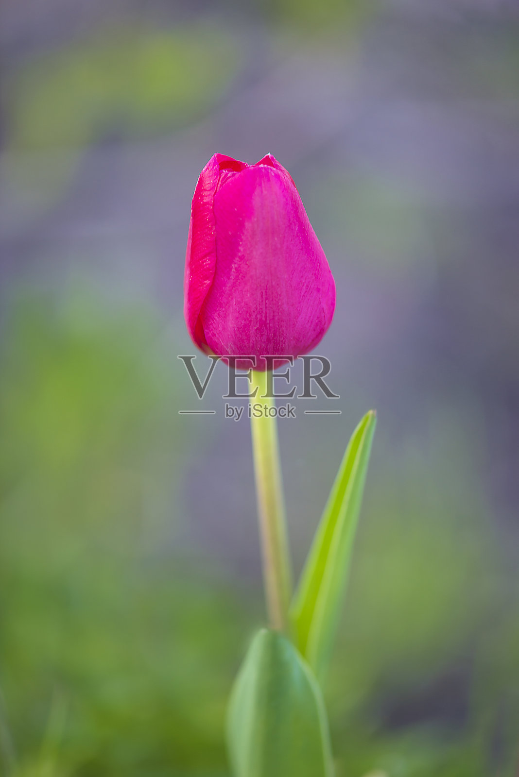 在模糊的自然背景上，一张紫色郁金香的特写照片摄影图片