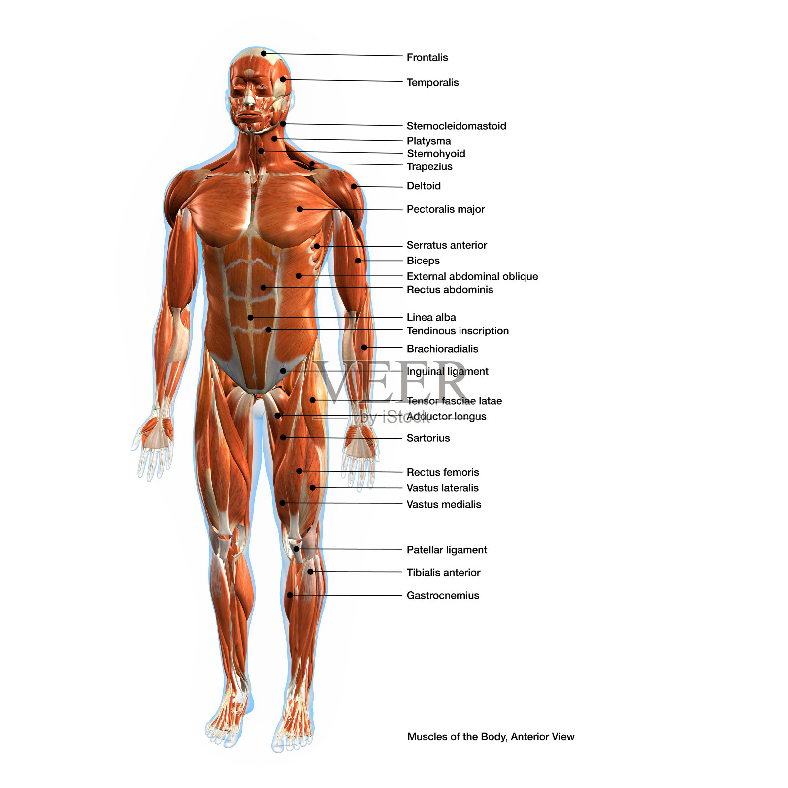 男性全身肌肉图与文字标签，正面视图照片摄影图片