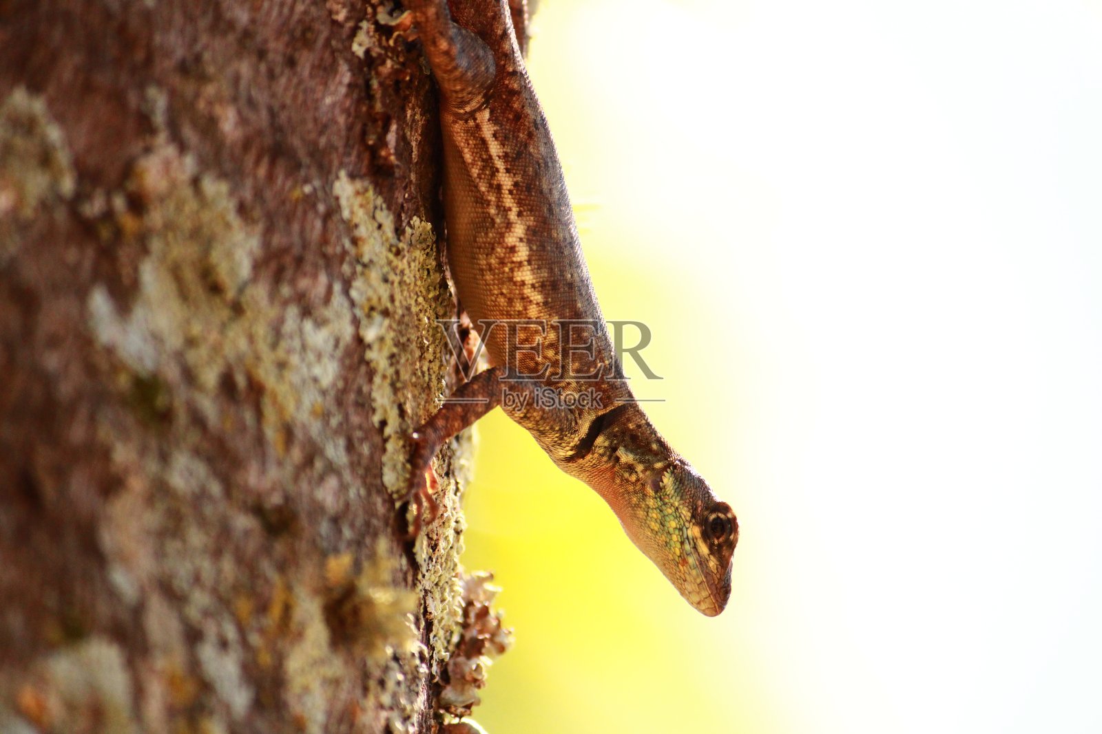 在树干上的蜥蜴照片摄影图片
