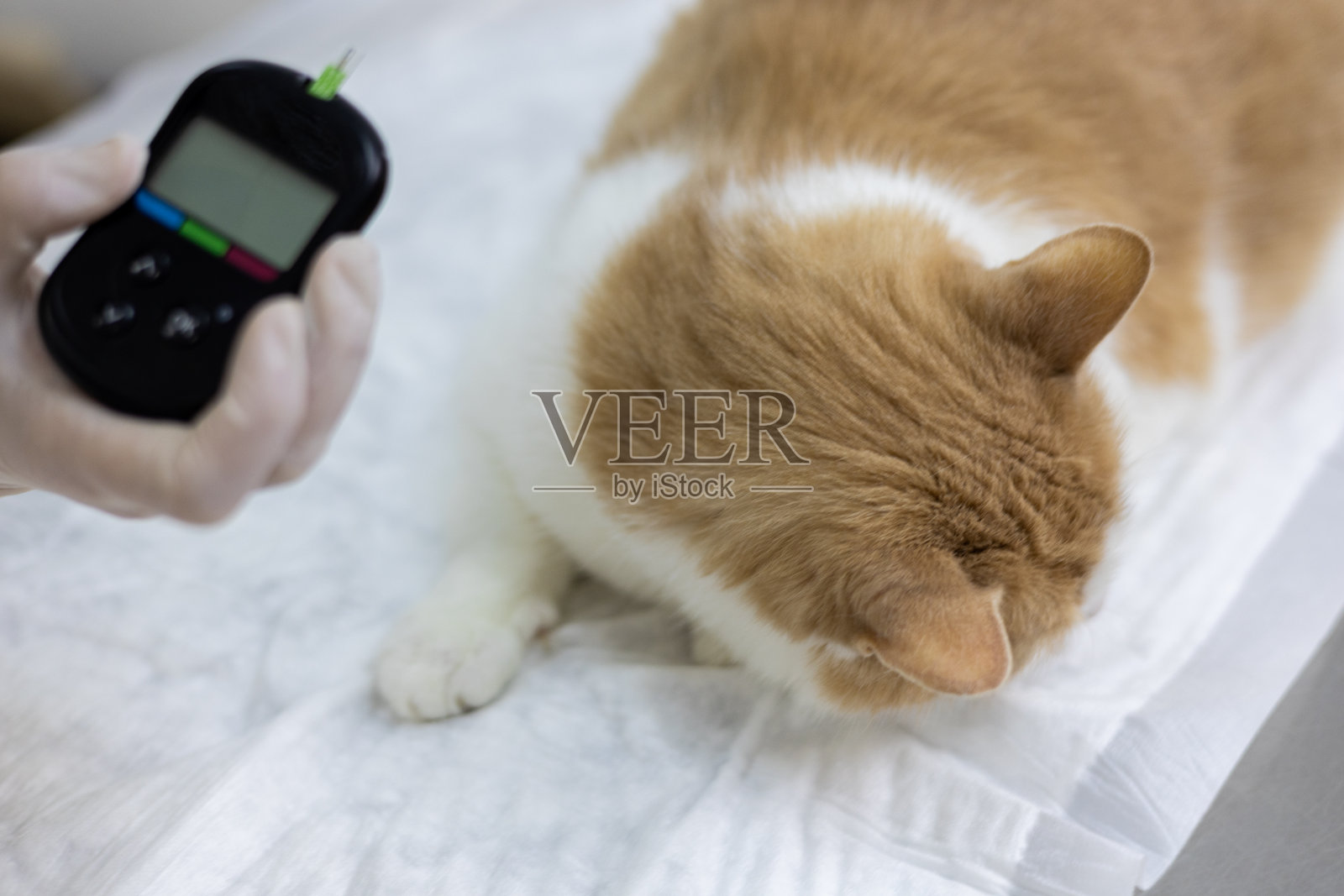 测量猫体内的葡萄糖。兽医手里拿着这个装置，显示出猫血液中的葡萄糖水平。在兽医诊所测量猫体内的葡萄糖。照片摄影图片