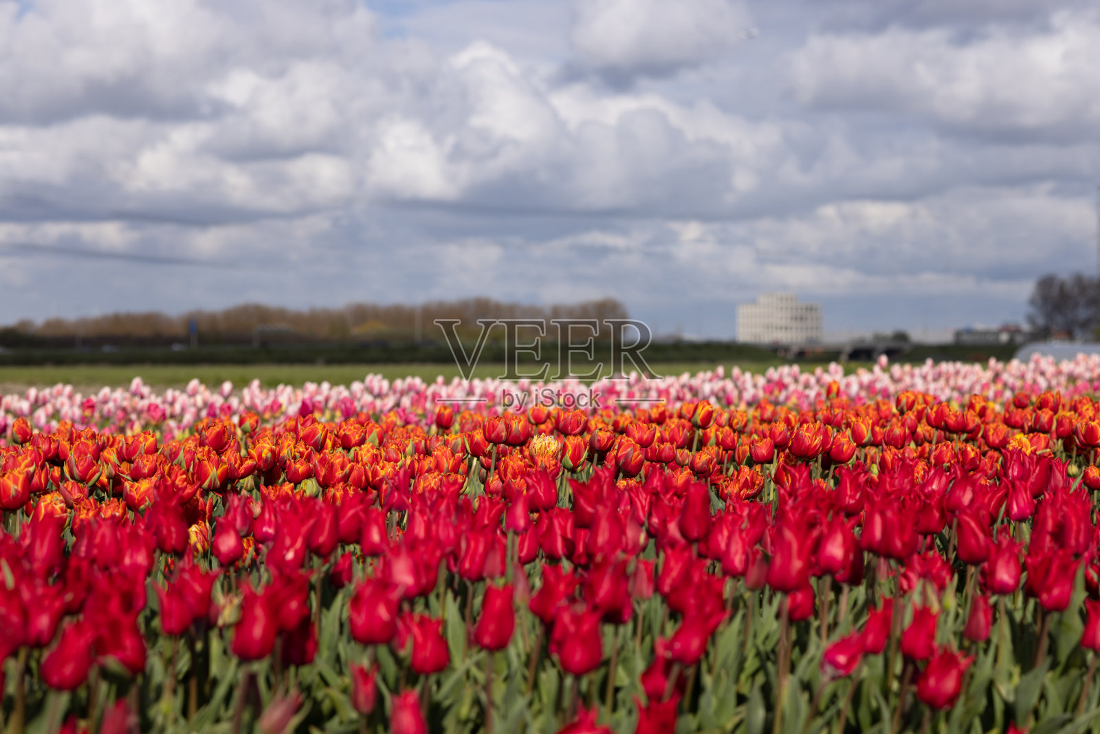 红色郁金香的模糊前景，映衬着一片五彩缤纷的郁金香照片摄影图片