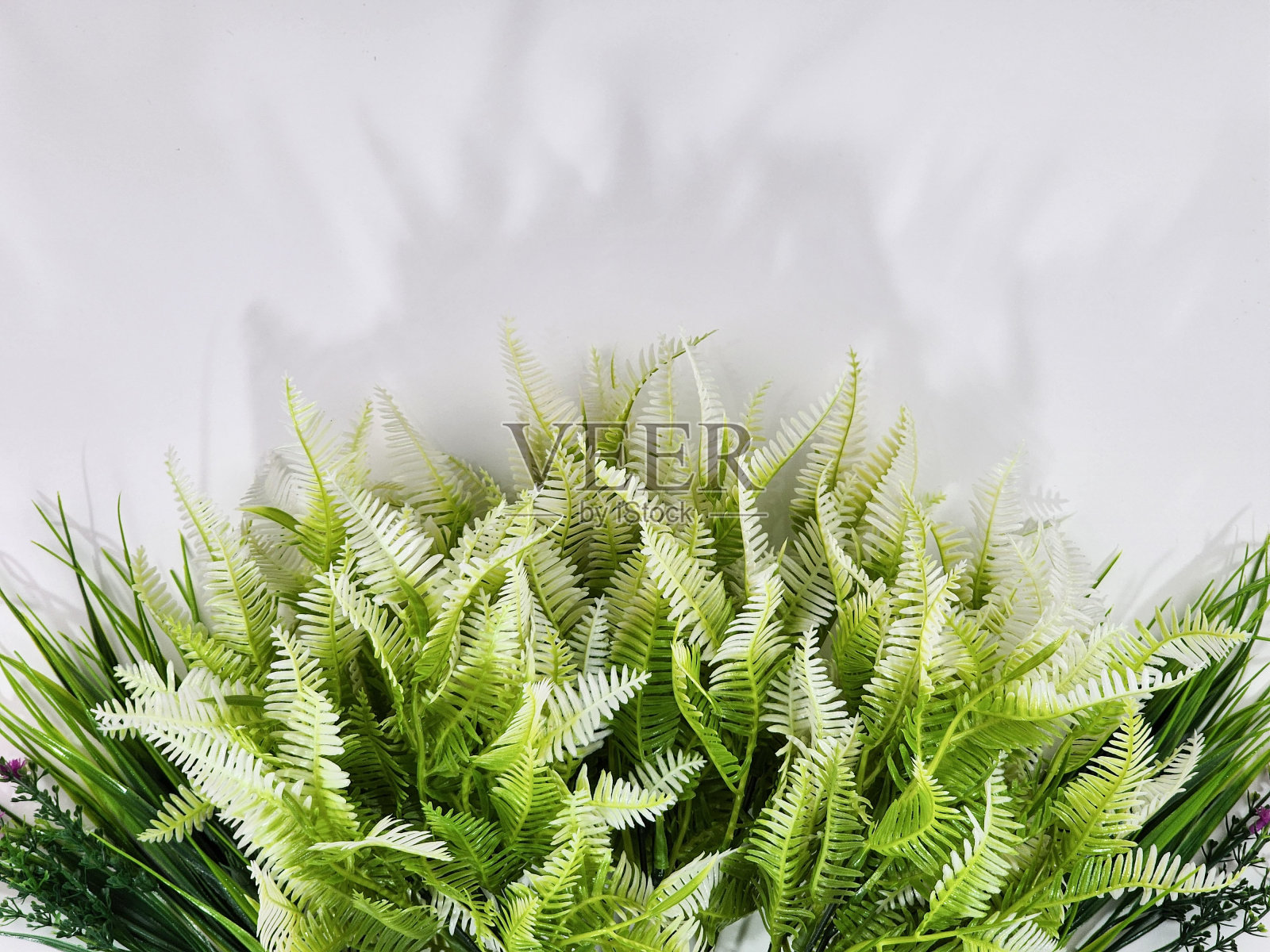 优雅的室内蕨类植物，点缀着郁郁葱葱的叶子。孤立在白色背景上照片摄影图片