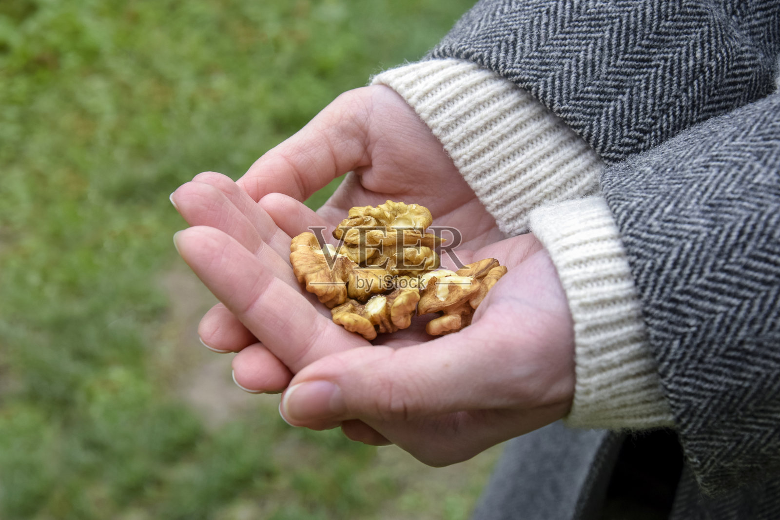 女性手中的去皮核桃仁。一把有机核桃在女人的手掌里。健康天然食物概念。特写镜头。有选择性的重点。照片摄影图片
