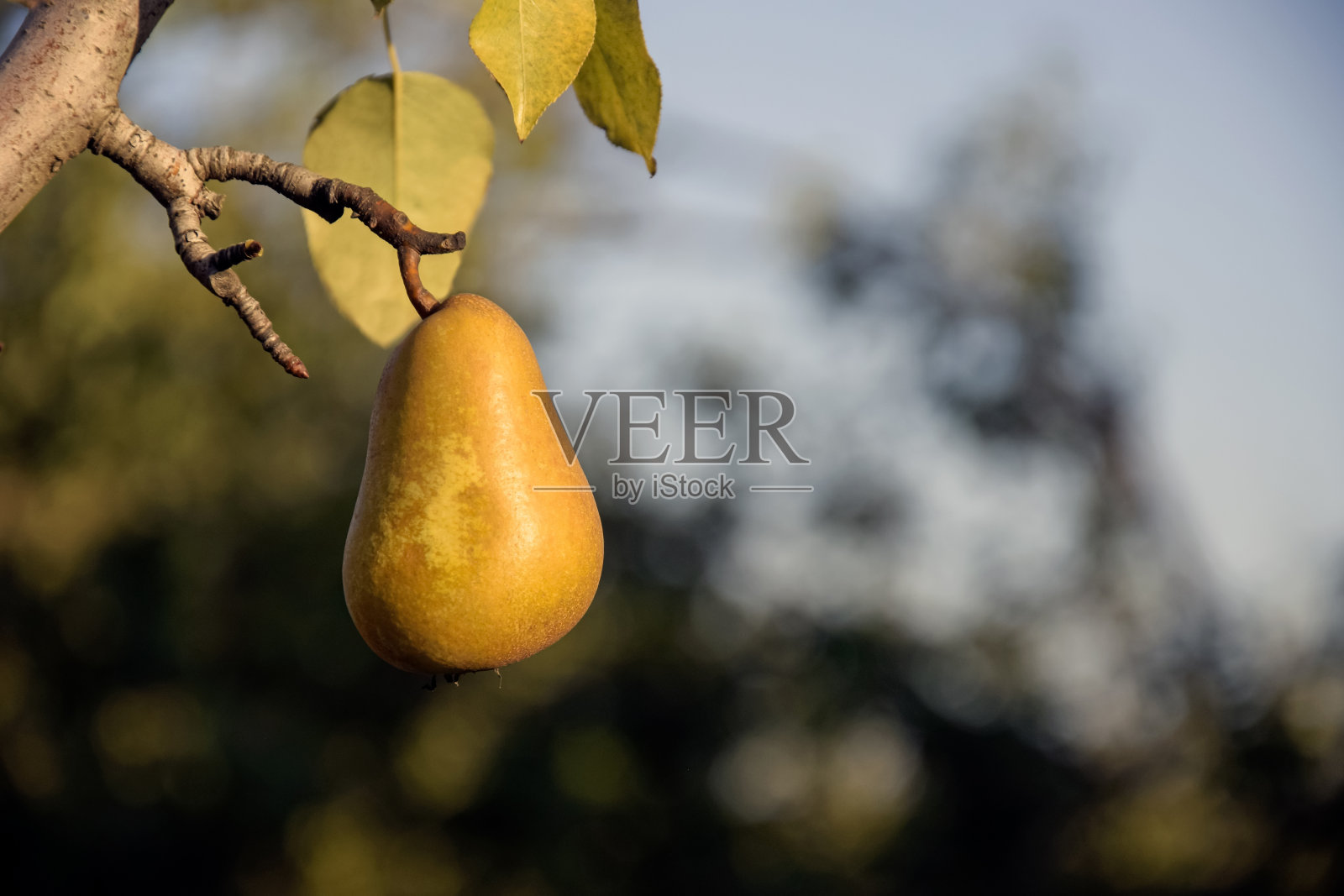 果园里的有机成熟梨。多汁可口的梨子自然模糊的背景。梨子挂在树枝上。选择性地关注水果。特写镜头。副本的空间。照片摄影图片