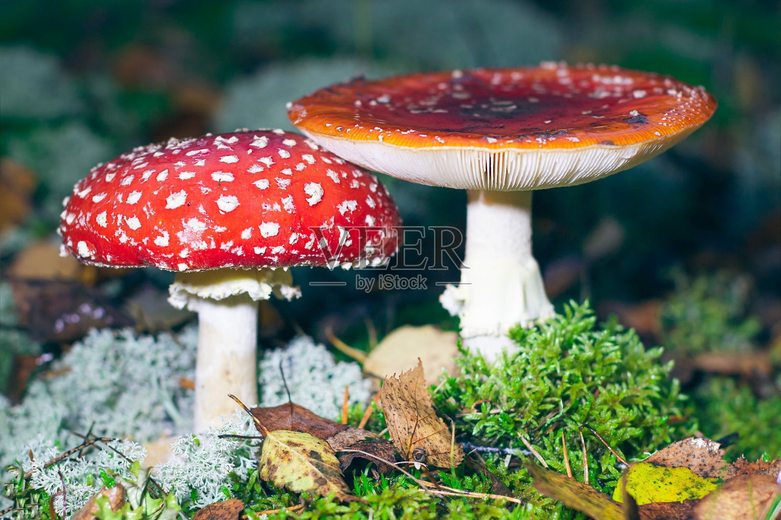 成熟的黑伞菌，被称为飞木耳或飞黑伞照片摄影图片