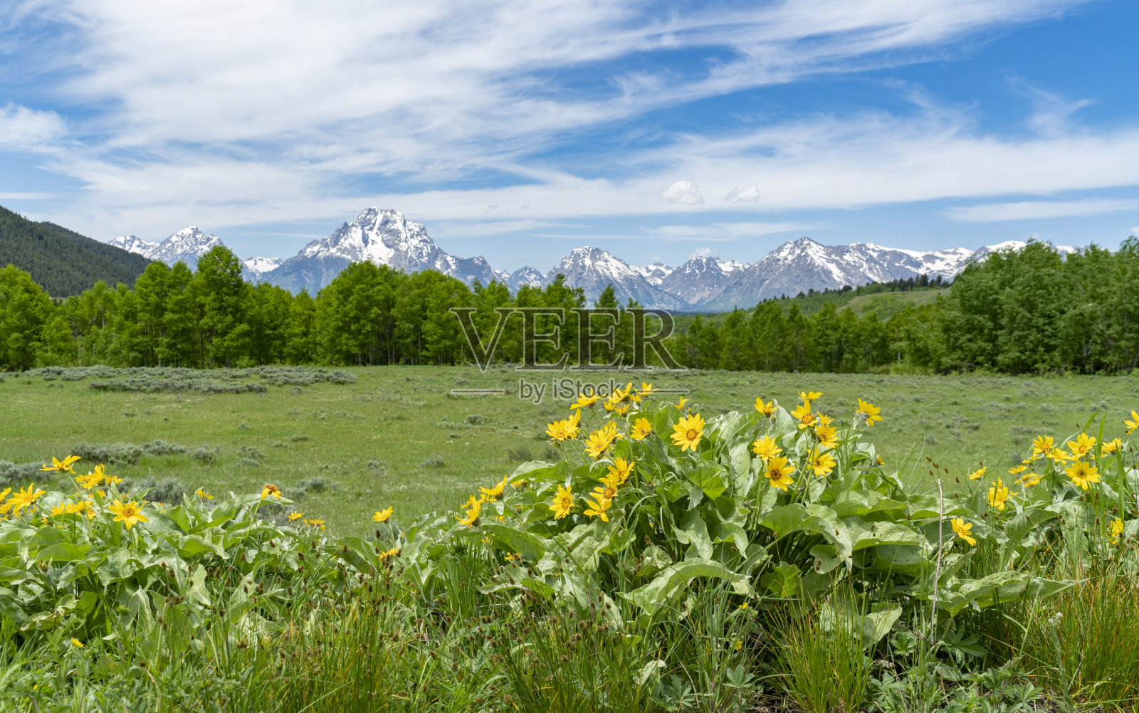 雪山下野花盛开的景观照片摄影图片