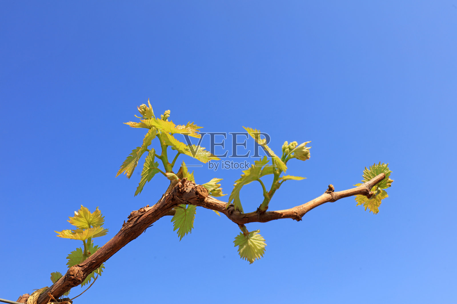 在中国北方的一个农场里，葡萄藤正在发芽照片摄影图片