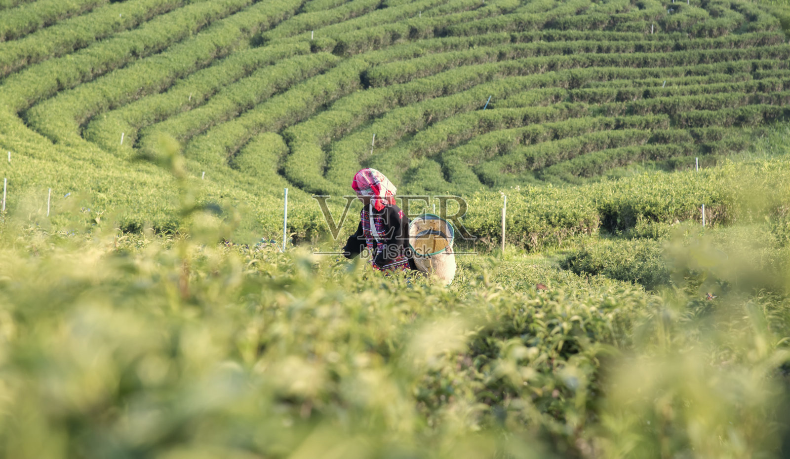 亚洲妇女在茶园农业中采摘茶叶。照片摄影图片