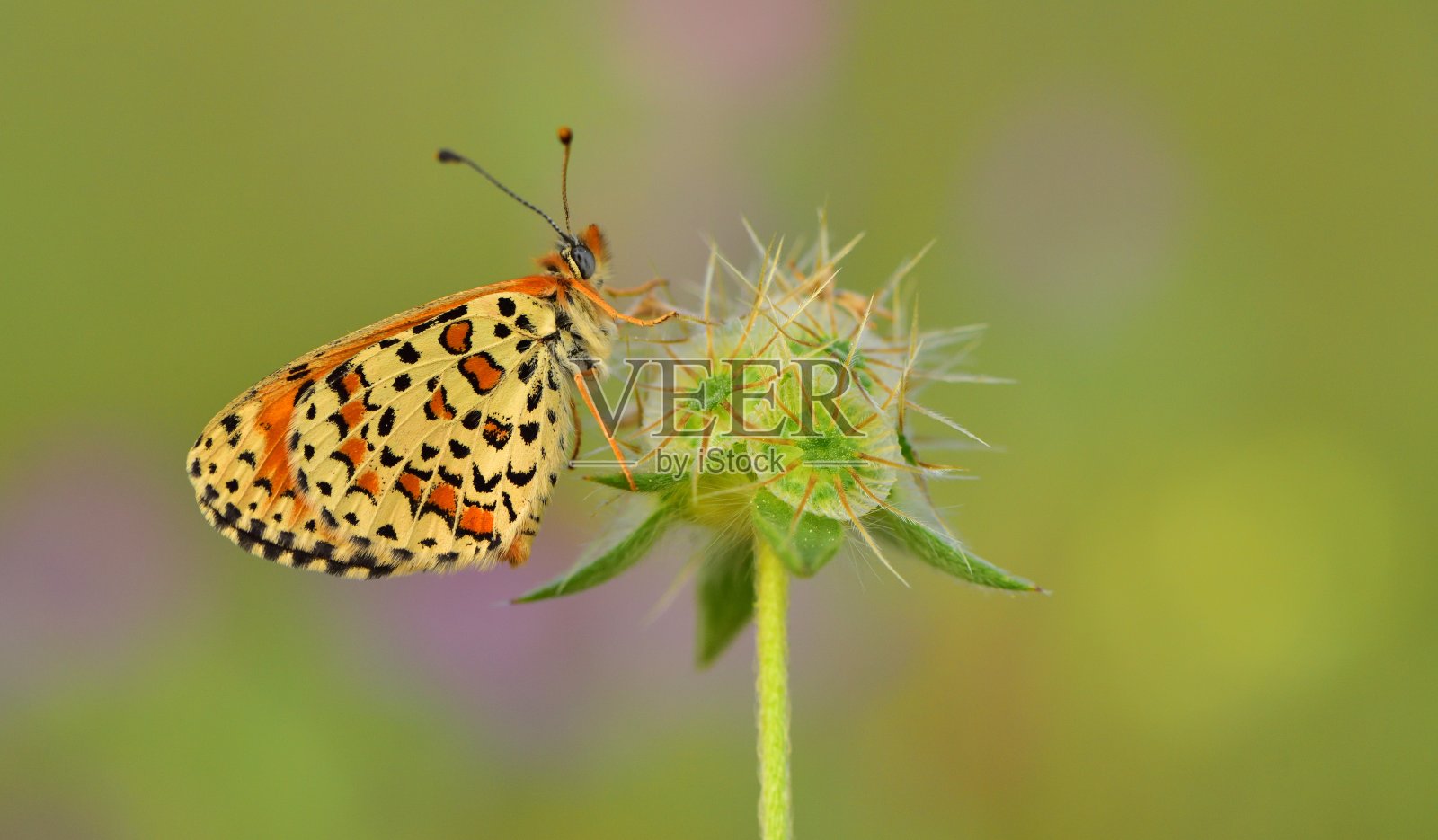 蝴蝶照片摄影图片