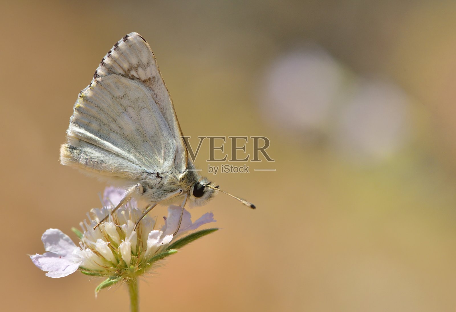 蝴蝶照片摄影图片