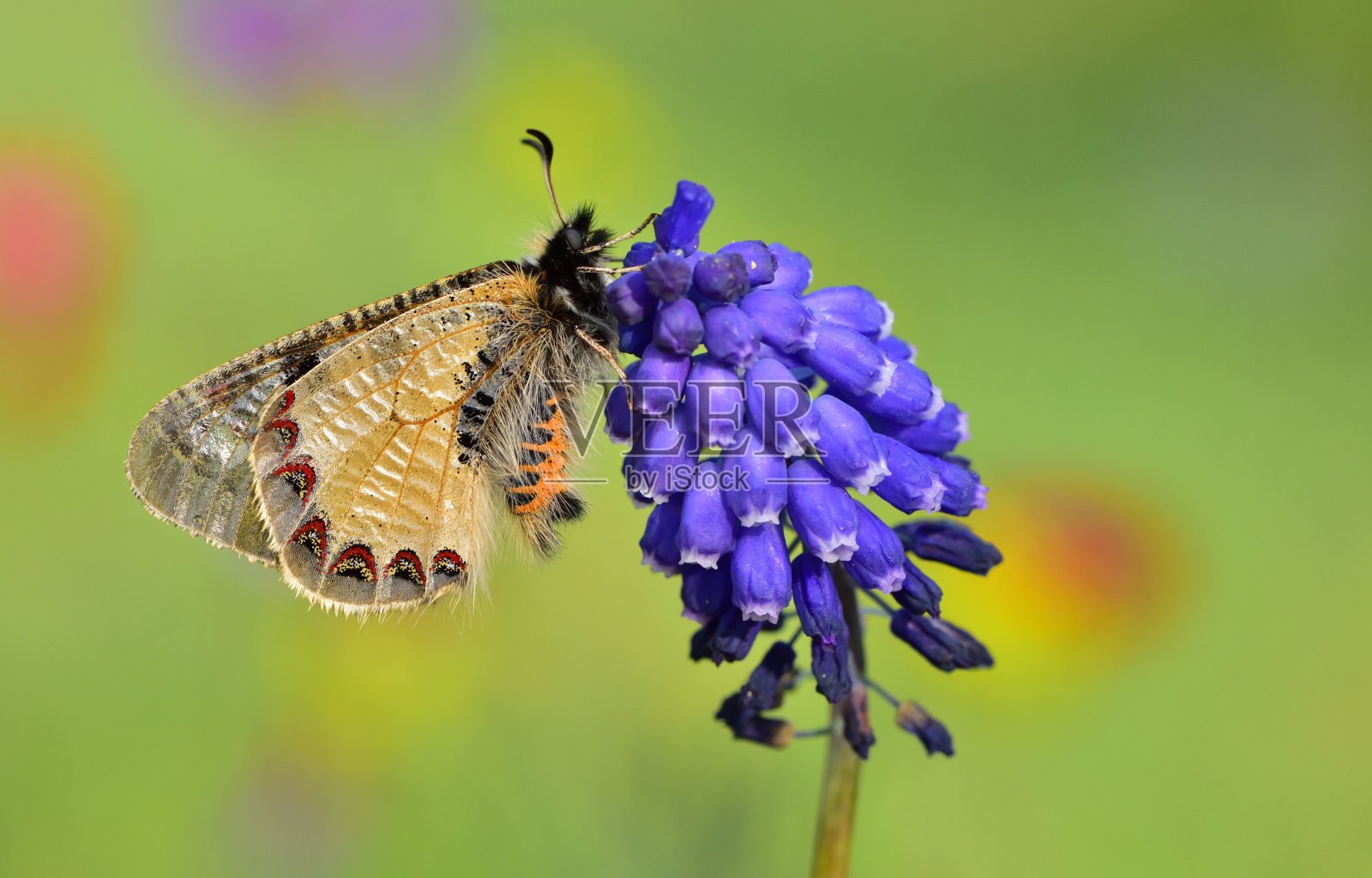 蝴蝶照片摄影图片