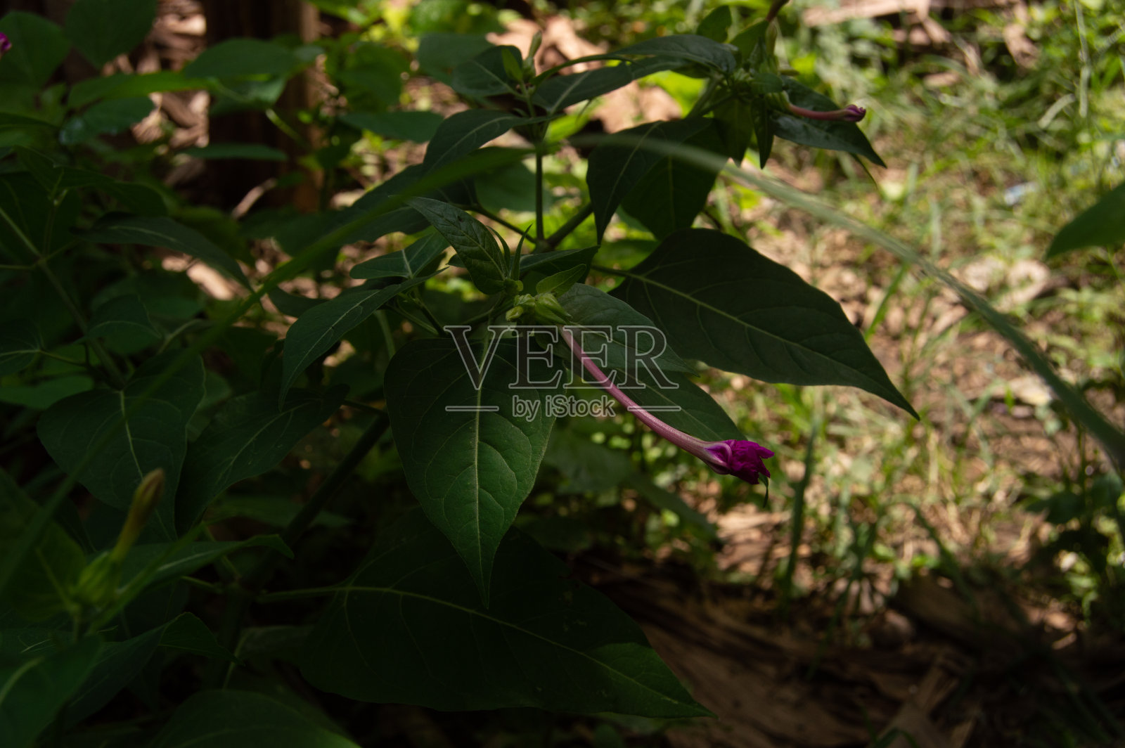 拍摄于4点钟的花或米拉比斯贾拉帕照片摄影图片