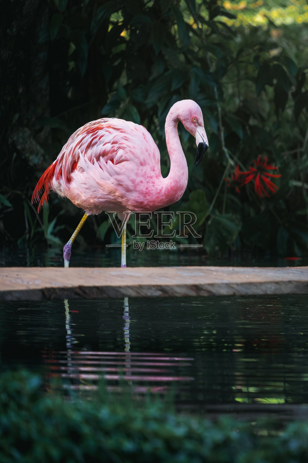 智利火烈鸟(智利凤鸟)照片摄影图片