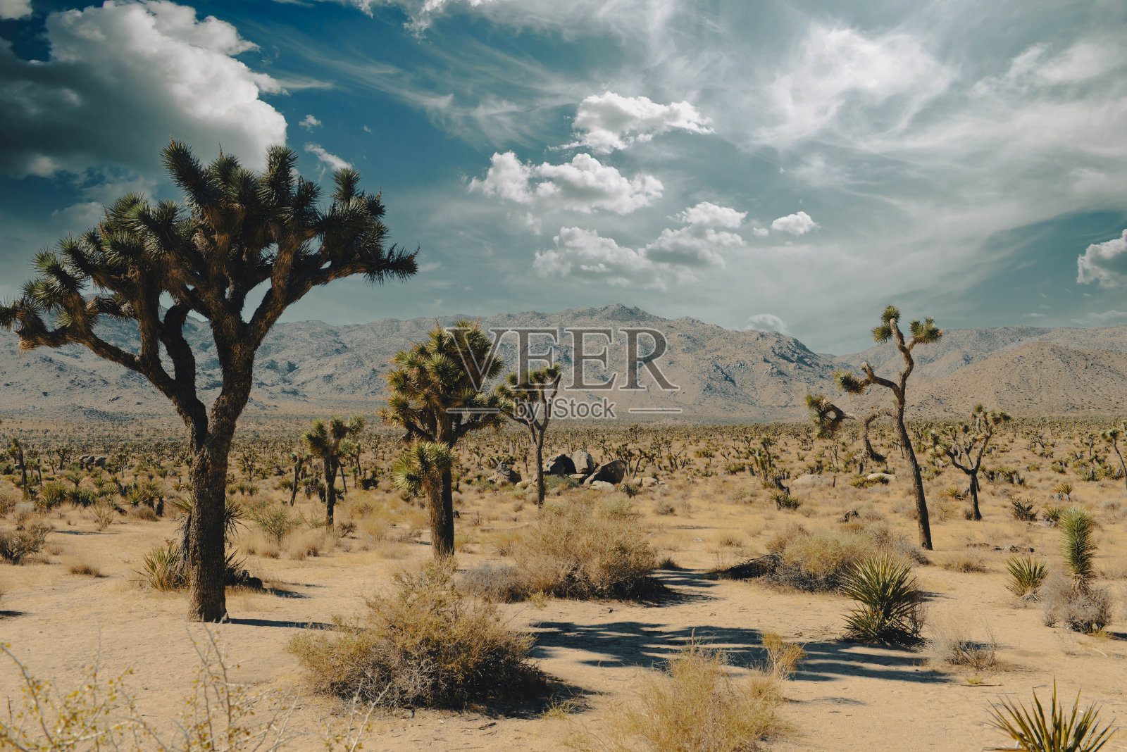 加州约书亚树国家公园照片摄影图片