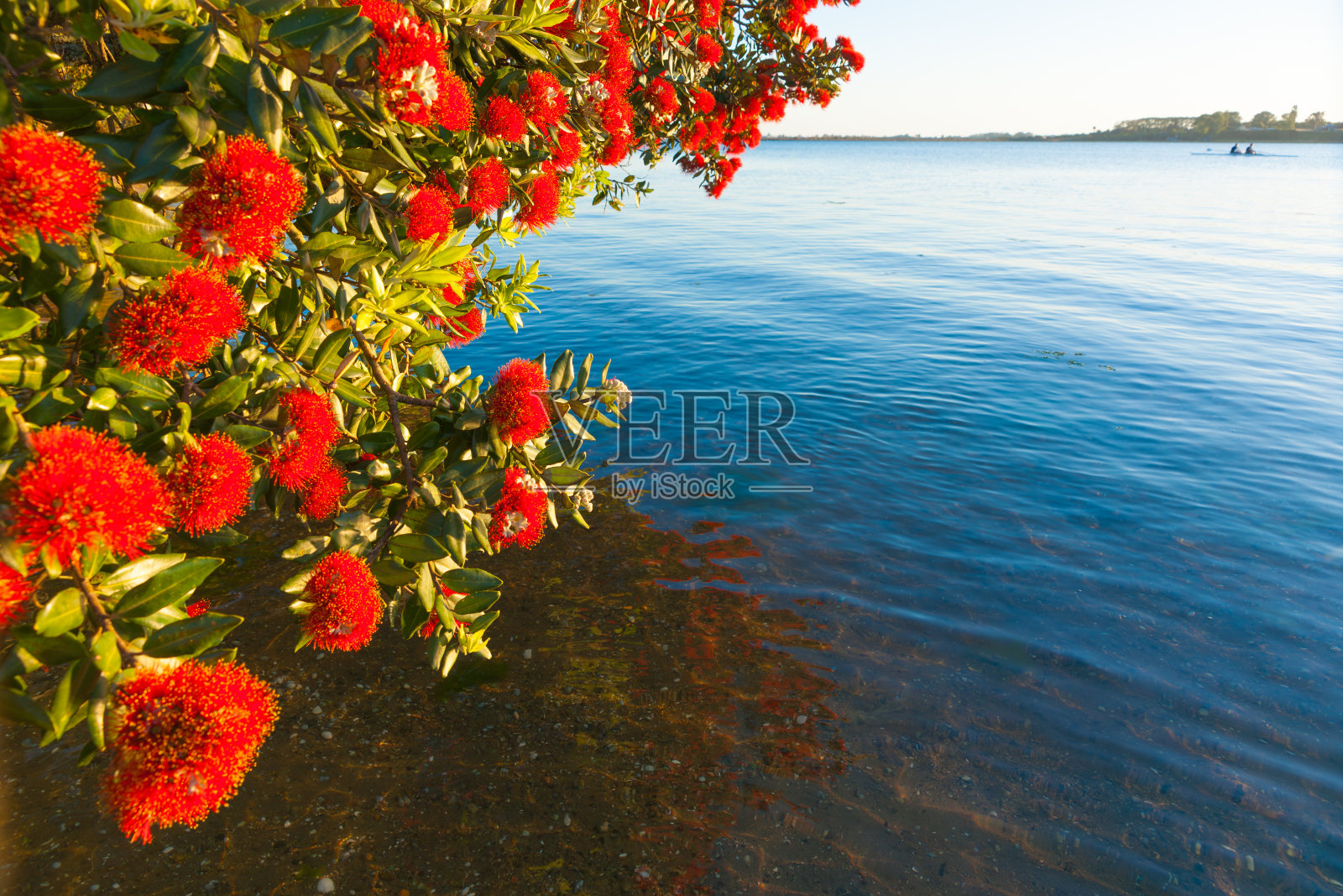 在水边开花的树照片摄影图片