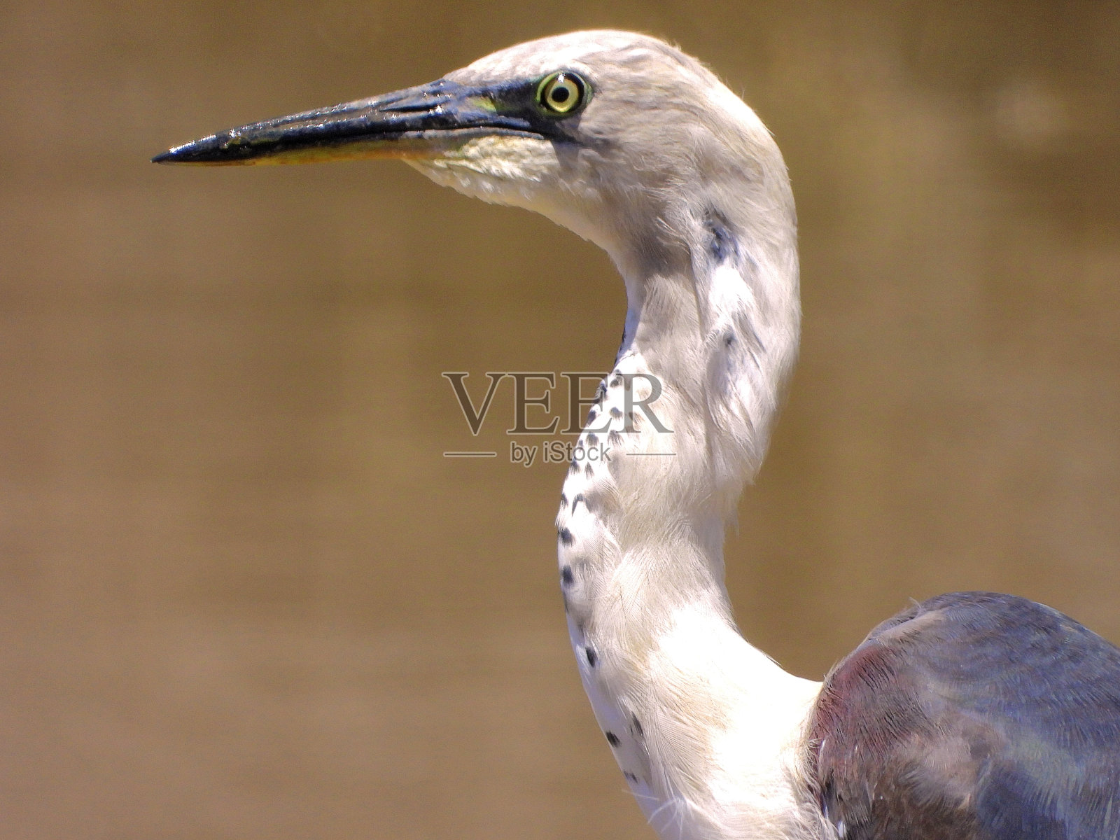卡马鲁卡，维多利亚，澳大利亚照片摄影图片