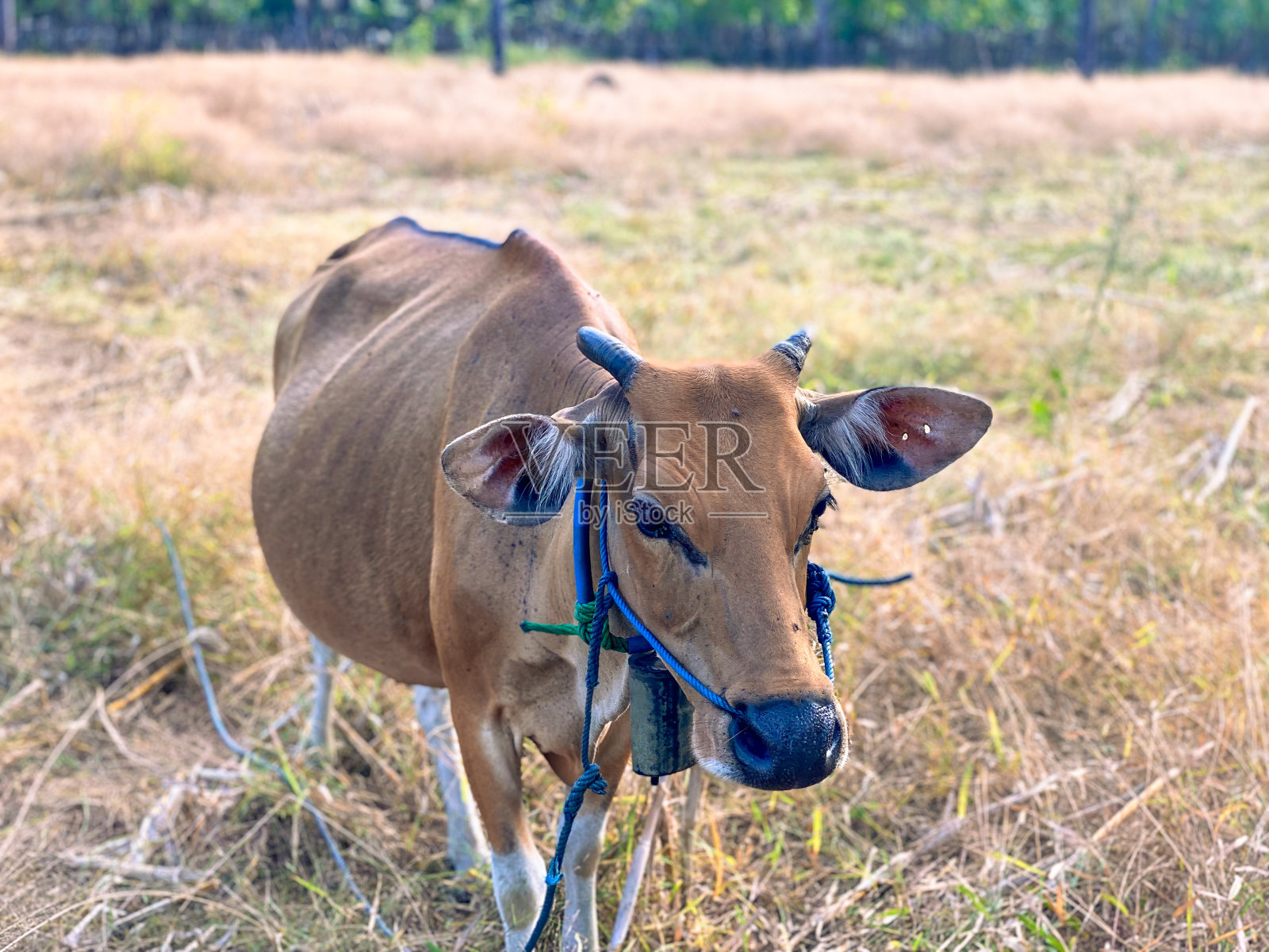 印尼的牛照片摄影图片