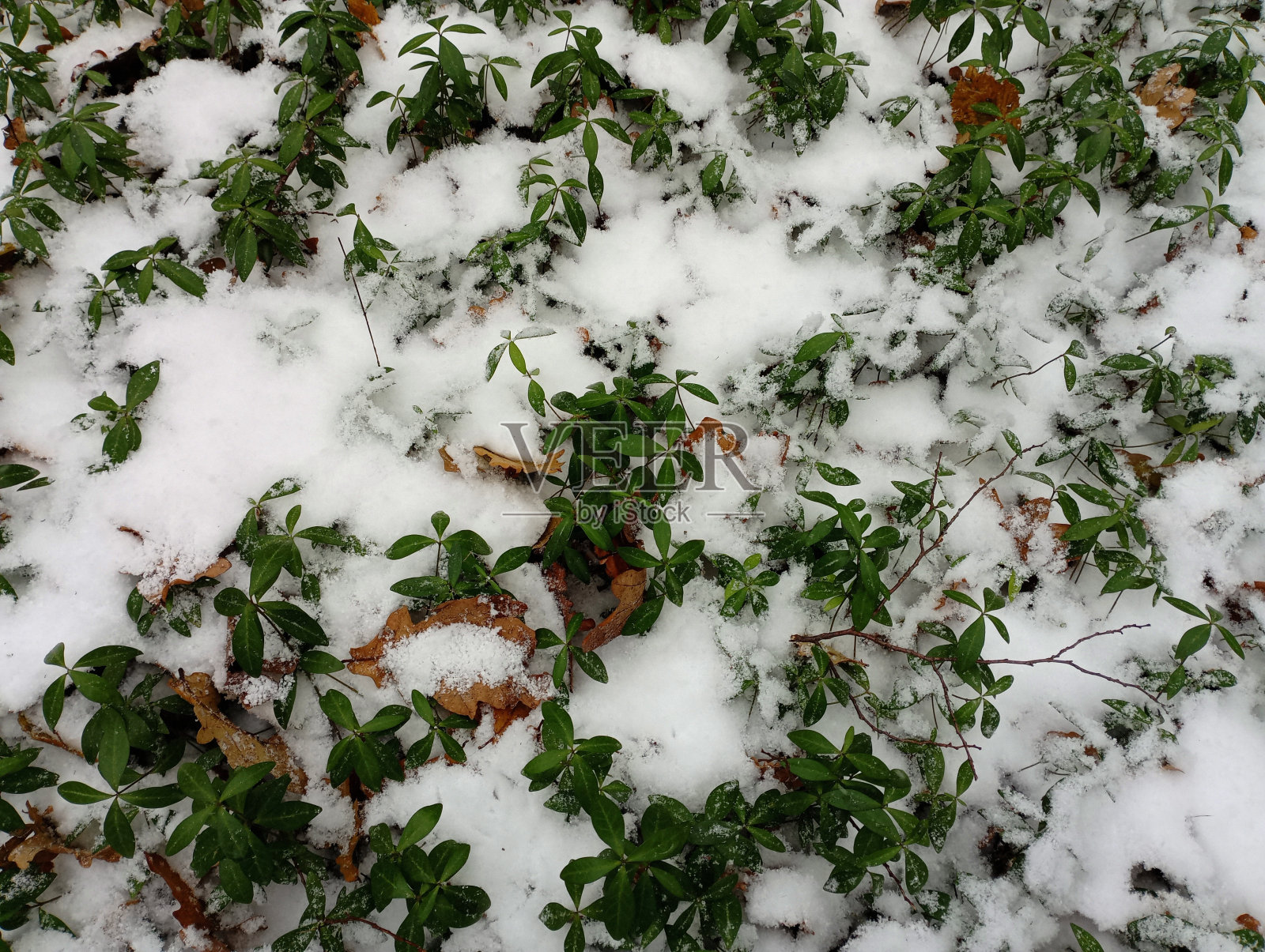 初雪覆盖着长着长春花的草地。森林植被下的雪在森林的中间。照片摄影图片