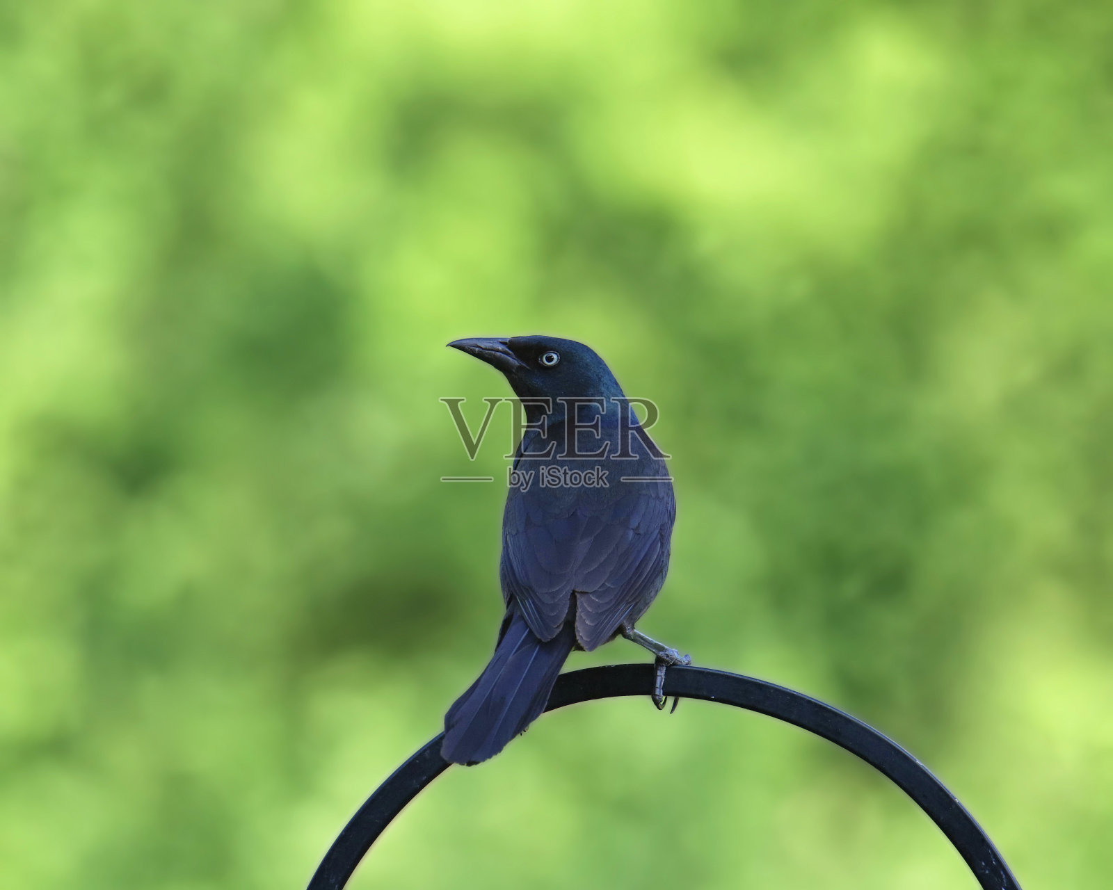 普通的白嘴鸦(雄性)(quiscalus quicula)从食鸟杆上的栖息处向后看照片摄影图片