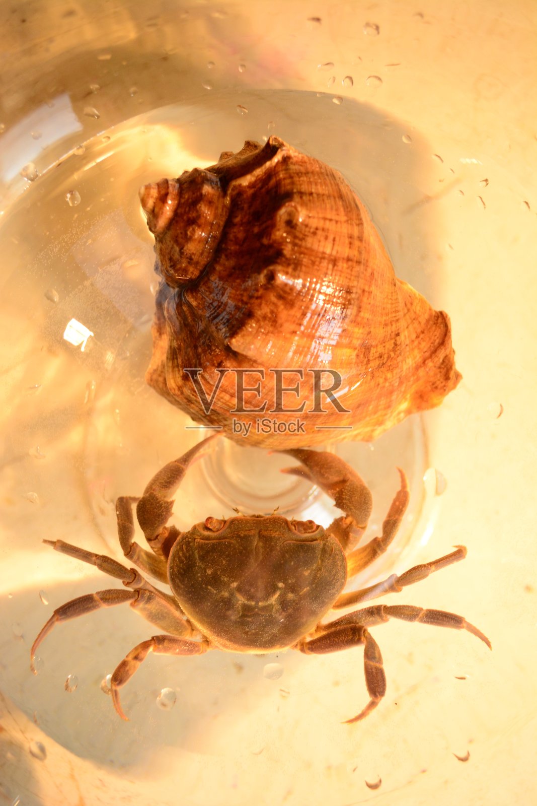 贝壳蟹照片摄影图片