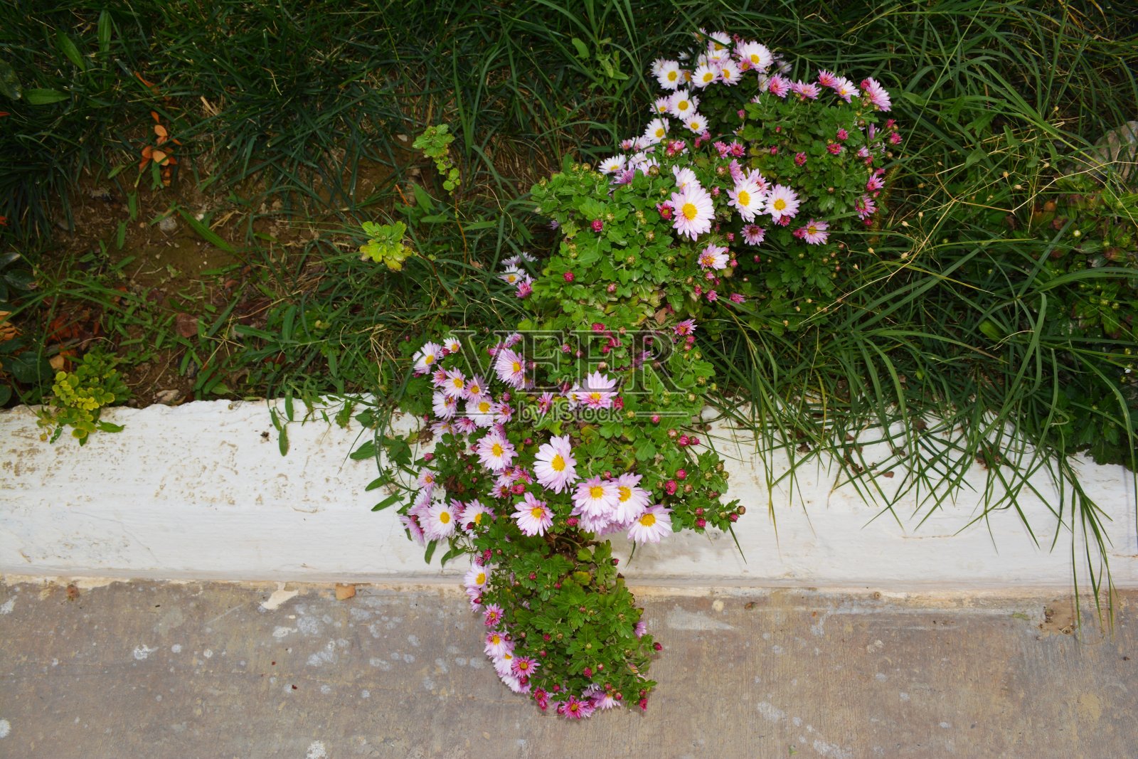 粉红色的花朵照片摄影图片