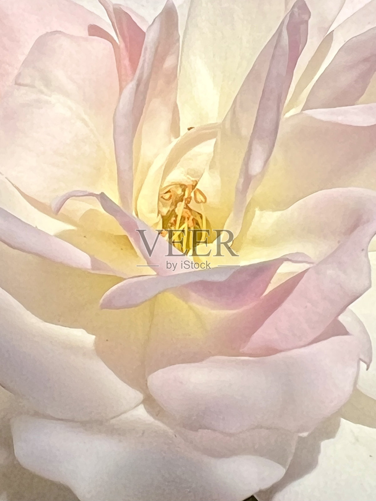 梦幻般的柔软照片摄影图片