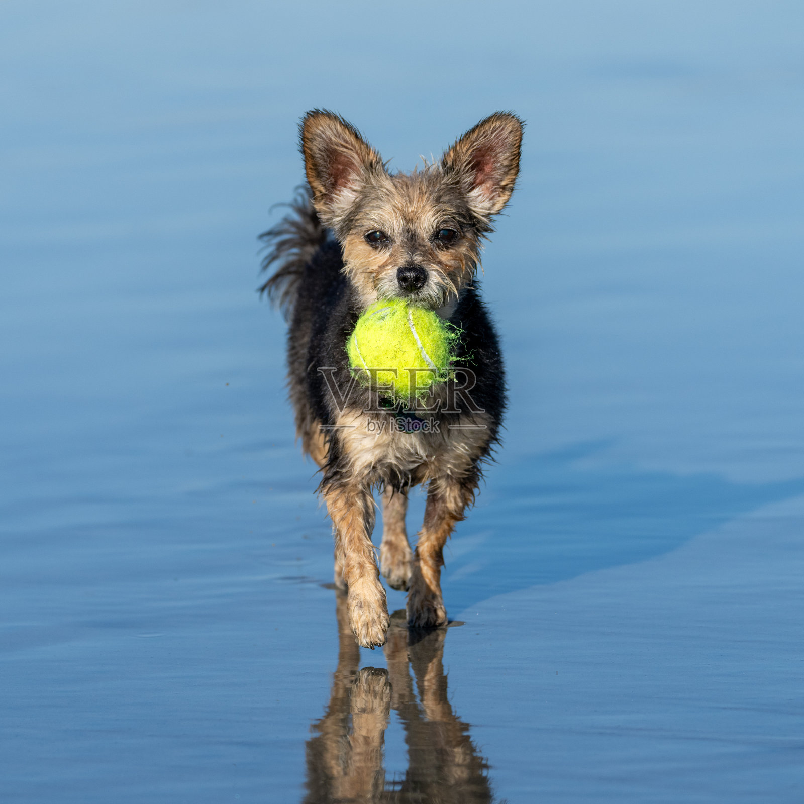 一只小约克夏梗狗在沙滩上拿着一个大球照片摄影图片