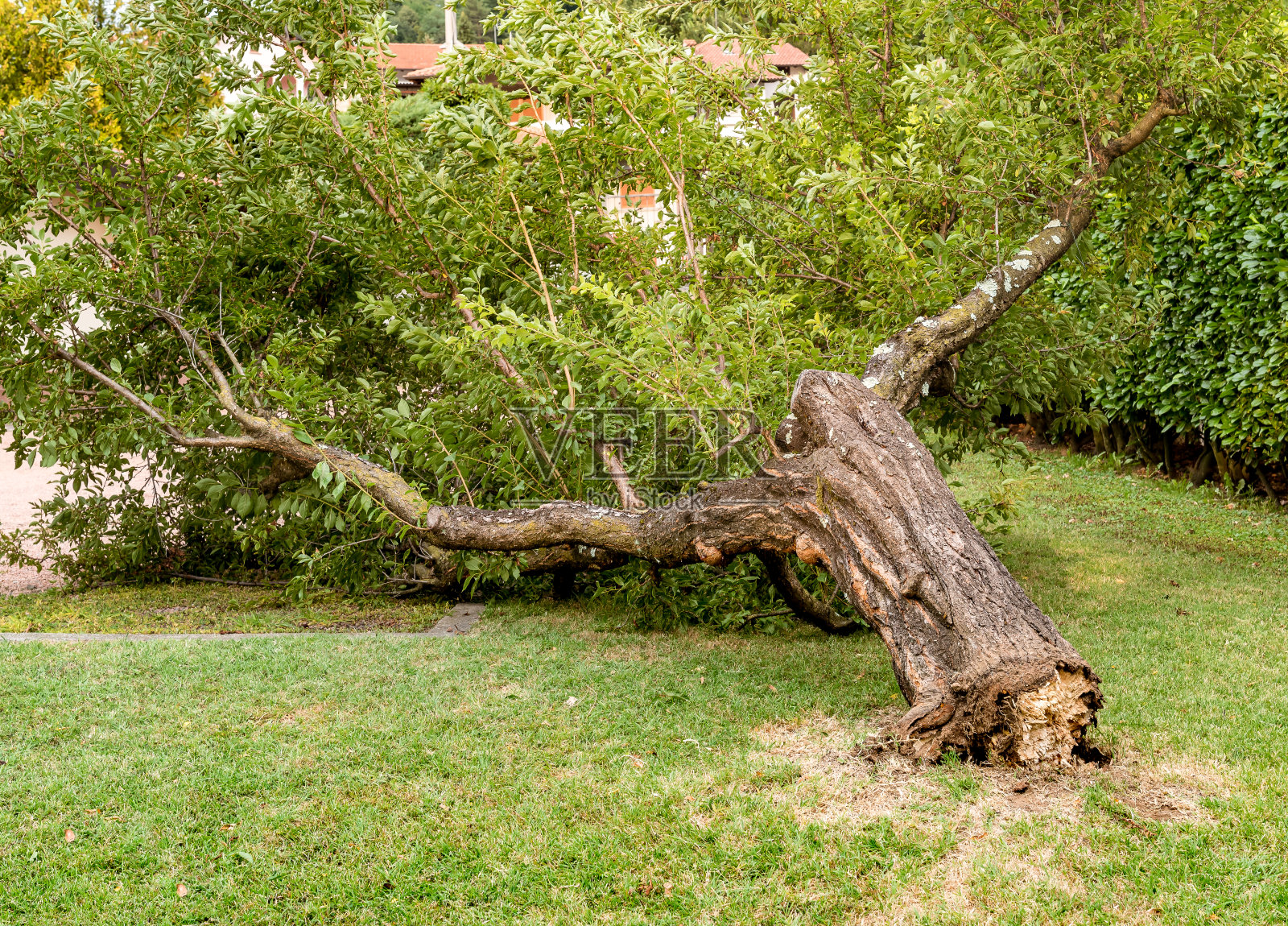 暴风雨过后花园里的一棵梅树倒了照片摄影图片