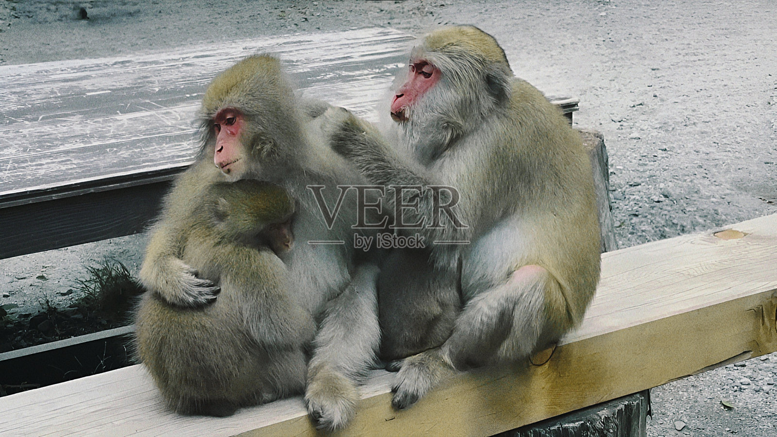 猴子寻找跳蚤的有趣行为照片摄影图片