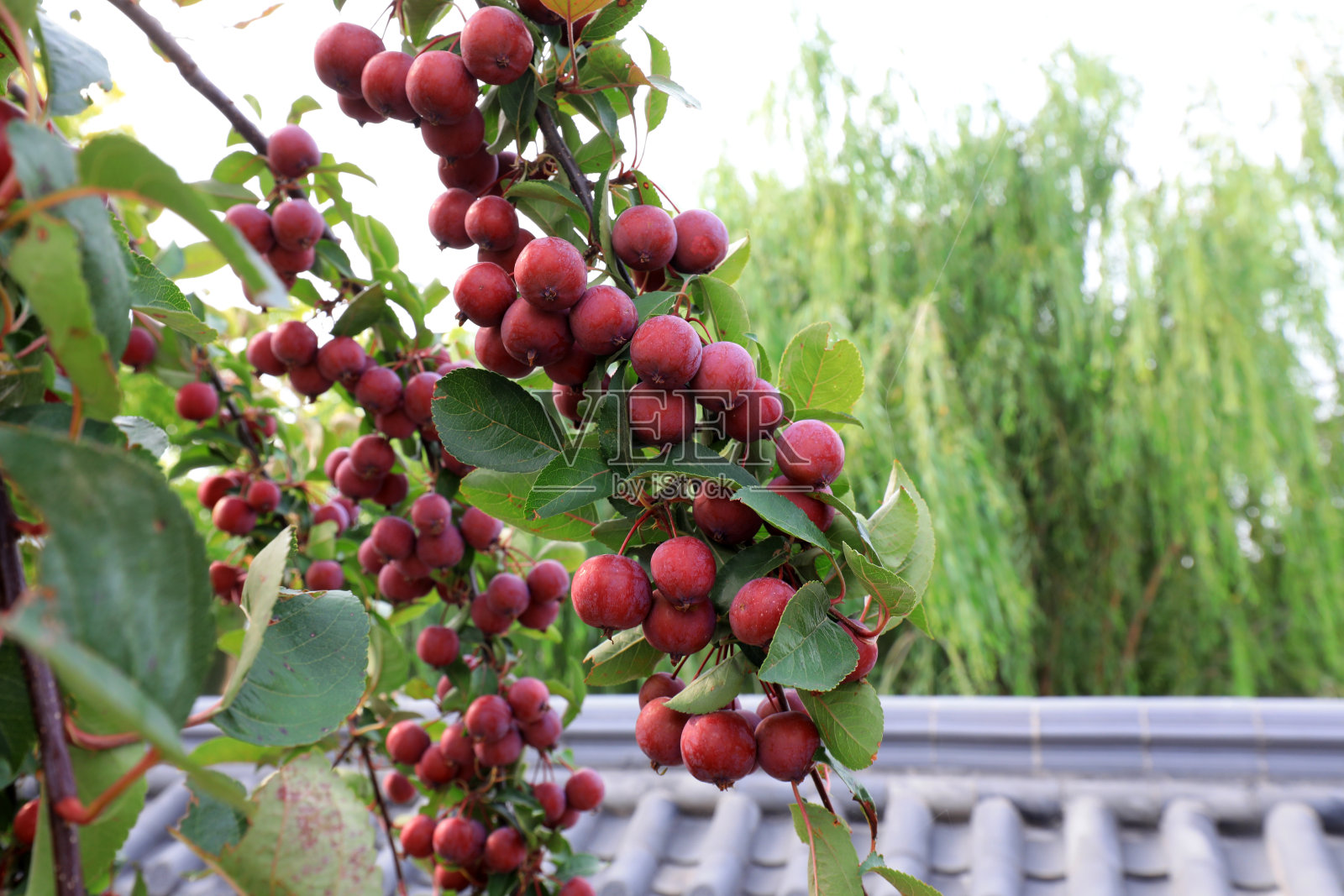 中国北方的海棠树果实累累照片摄影图片