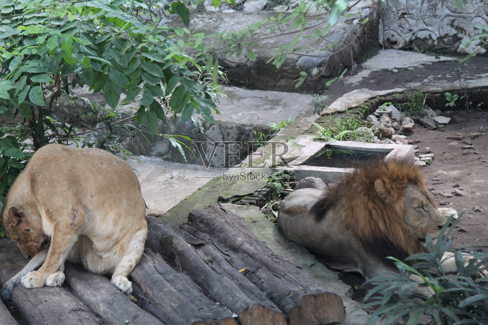 狮子或美洲豹是猫科动物或猫科动物的一种照片摄影图片