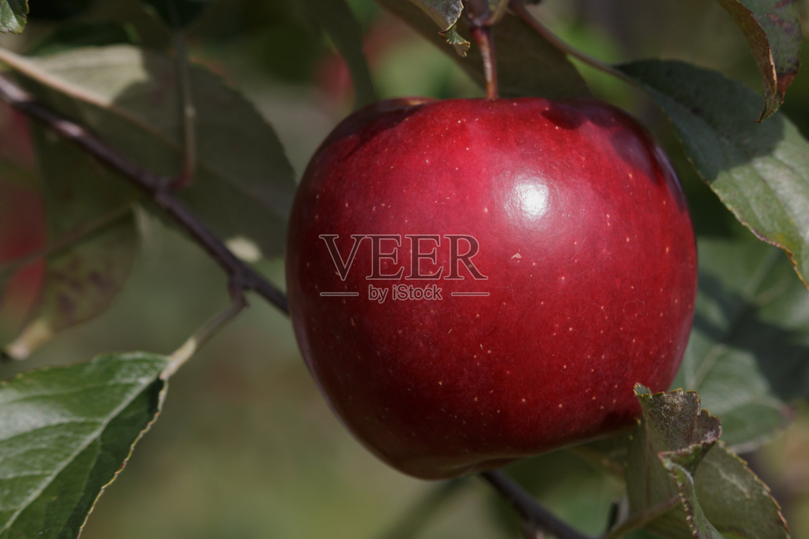 又大又亮又红的苹果长在果树上照片摄影图片