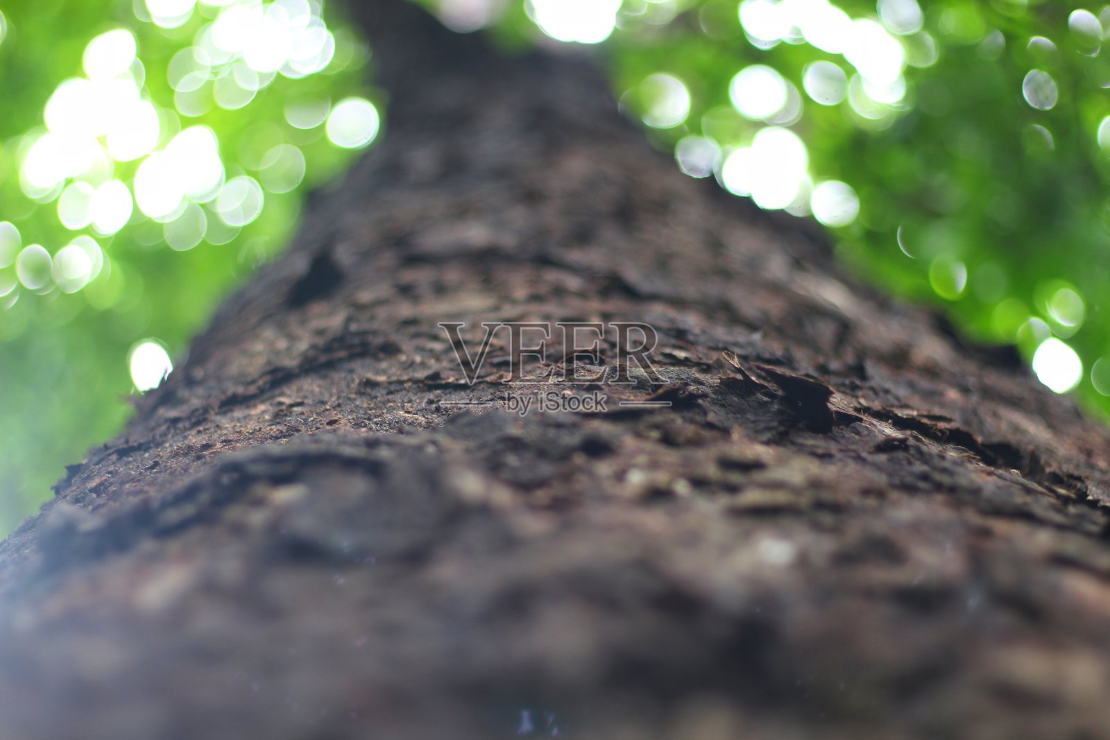 大树干照片摄影图片