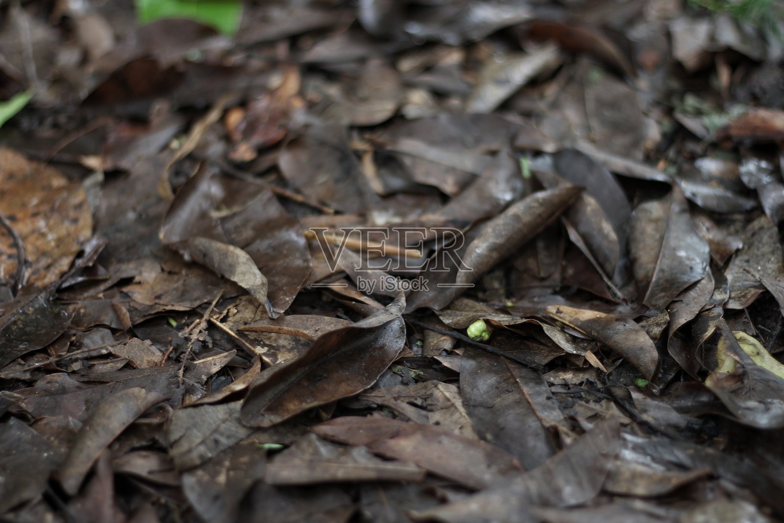 干叶照片摄影图片