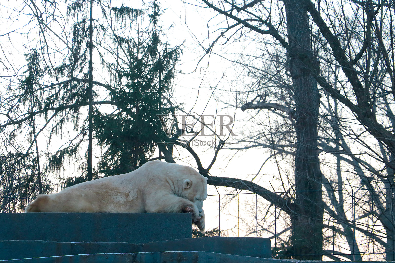 一只北极熊躺在炉子上，把骨头和肉一起吃。照片摄影图片