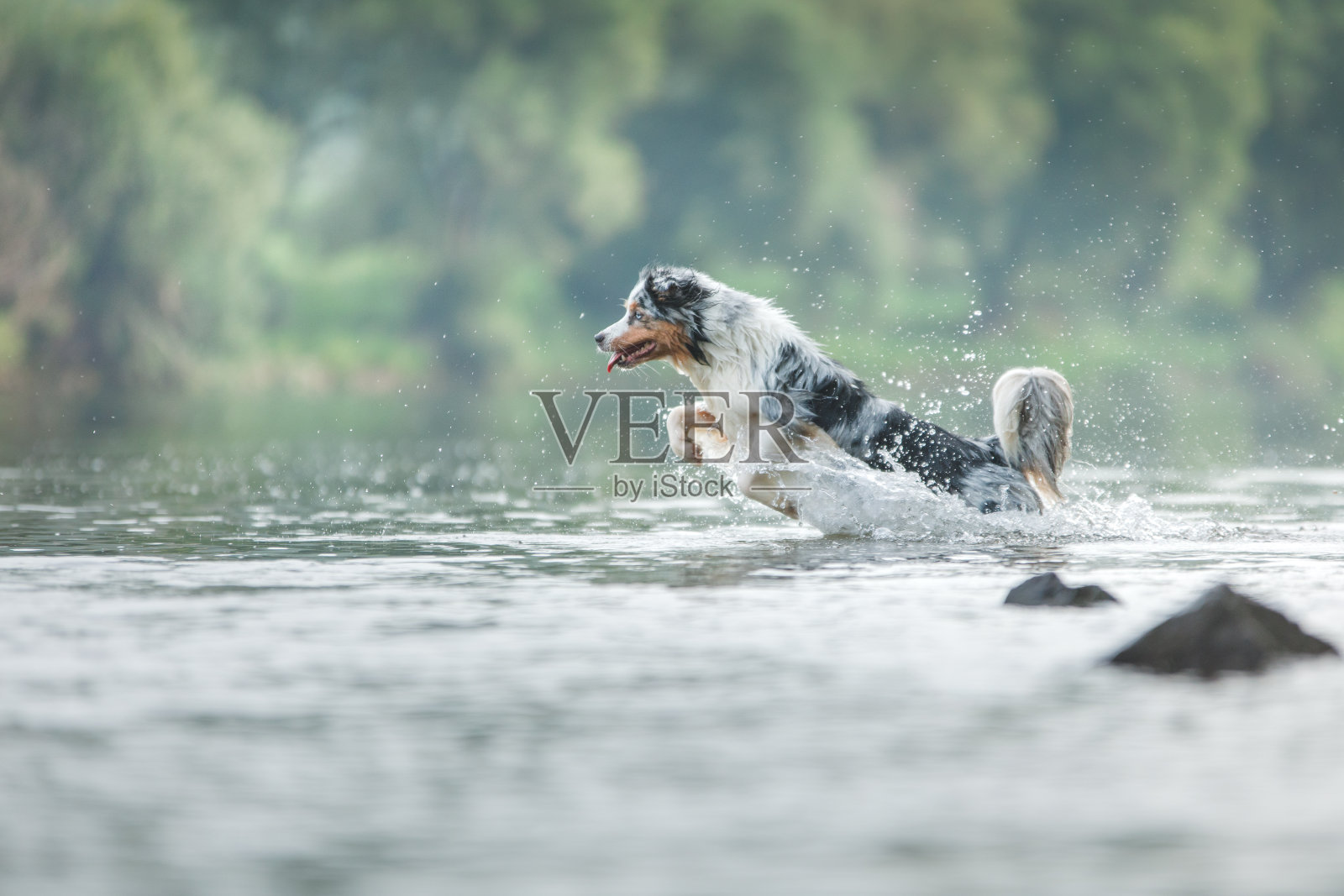 飞行的狗。活跃的澳大利亚牧羊犬在水中跳跃照片摄影图片