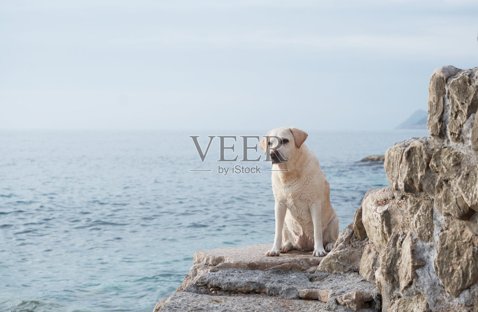 快乐的狗在海上。可爱的宠物夫妇。自然界中的拉布拉多猎犬。照片摄影图片