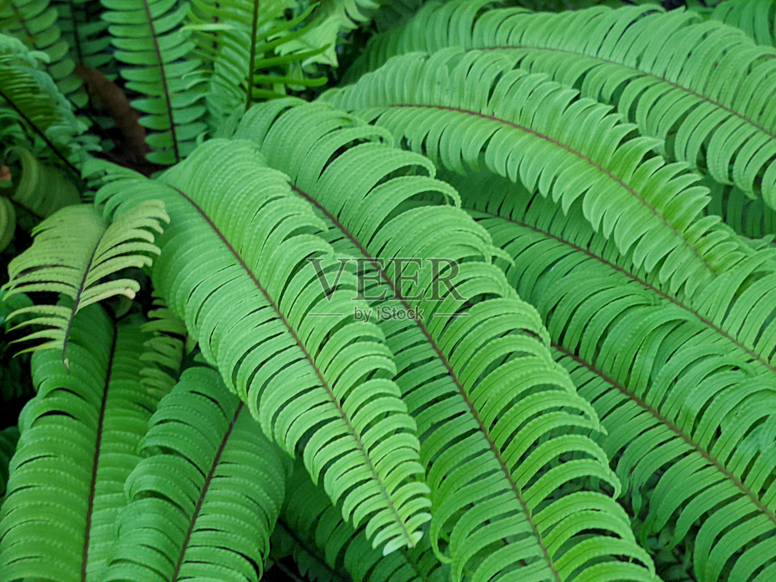 蕨类植物照片摄影图片