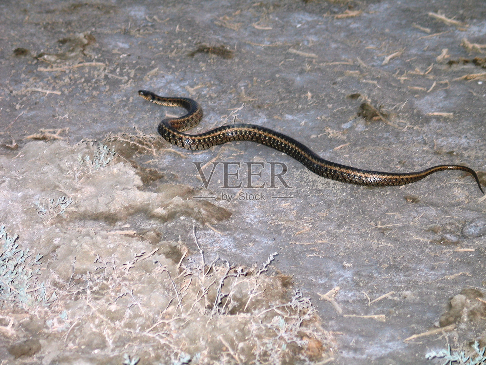 东方吊带蛇照片摄影图片