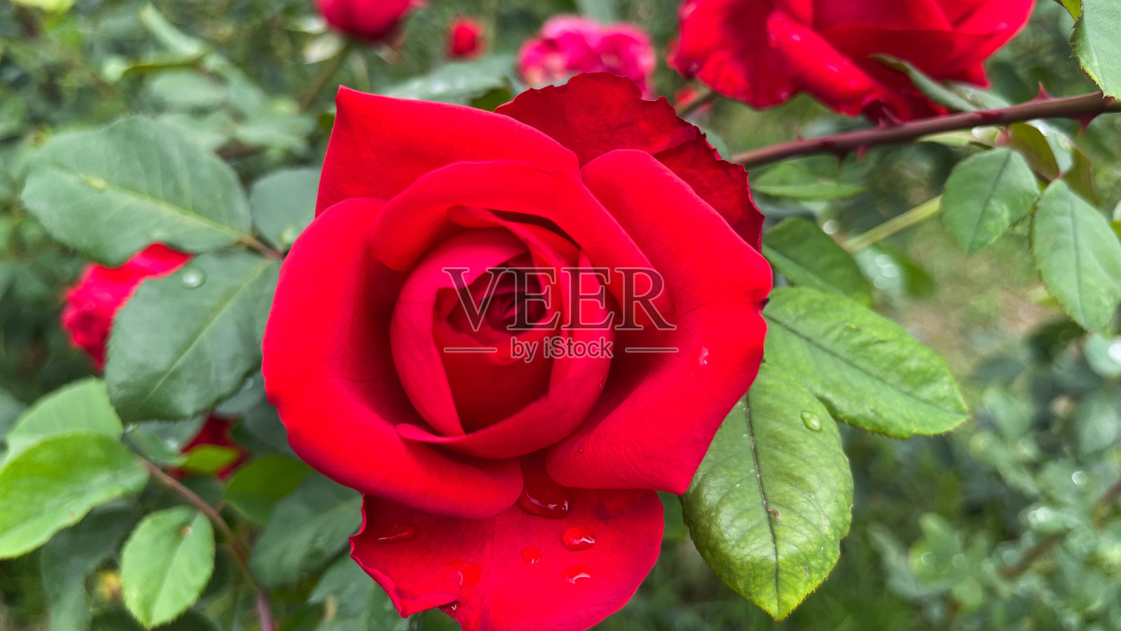 红玫瑰在花园里盛开照片摄影图片