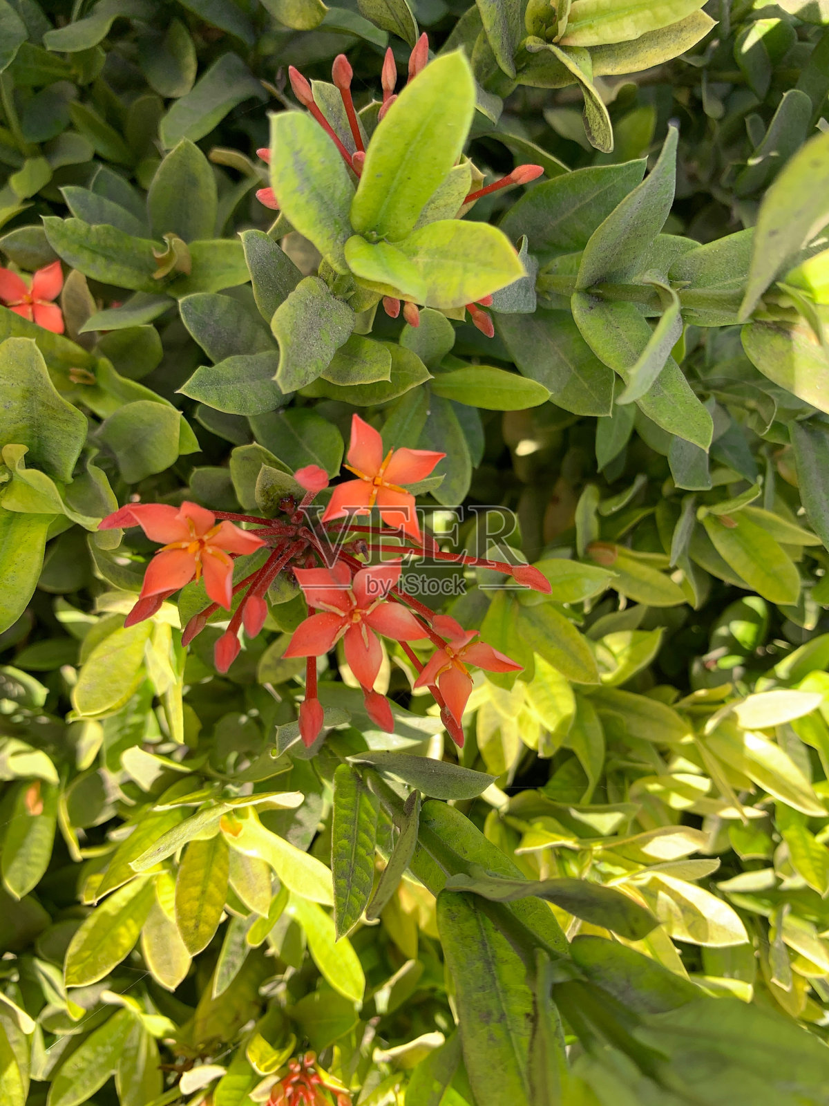 绿色植物上的红色小花照片摄影图片