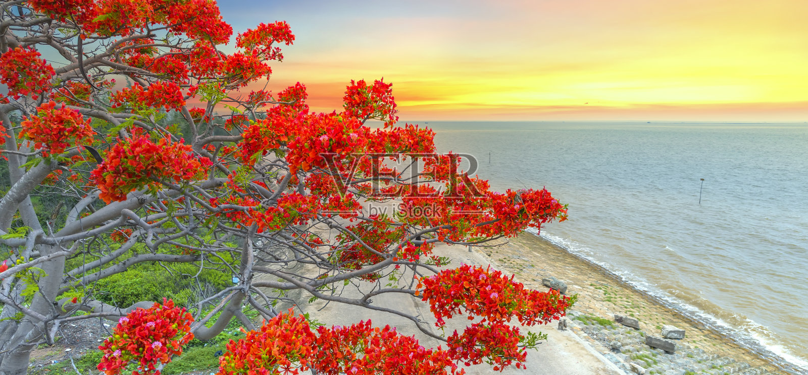 鸟瞰红色皇家poinciana花沿着路边绽放与日出的背景照片摄影图片