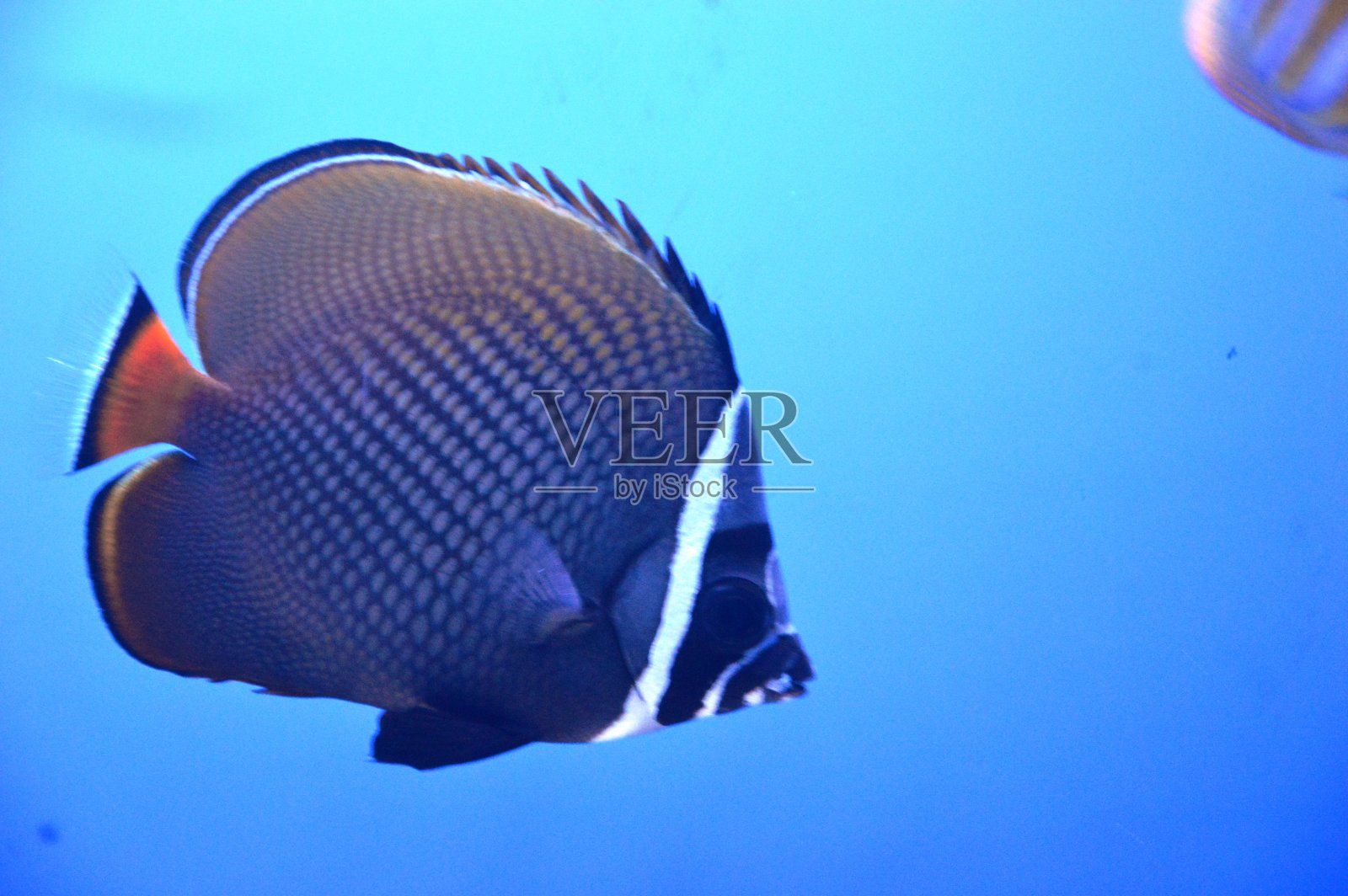 珊瑚礁鱼照片摄影图片