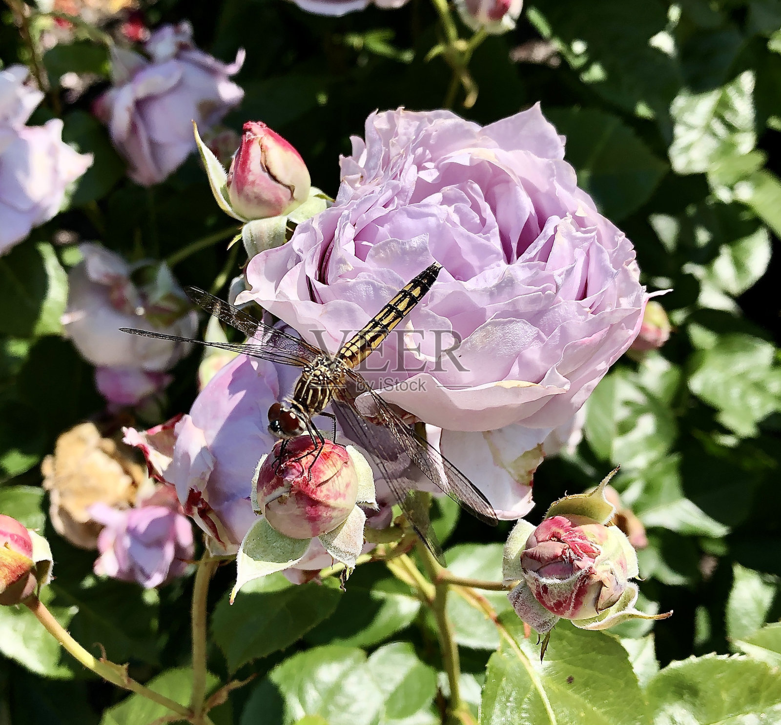 一只蜻蜓站在紫色的玫瑰上照片摄影图片