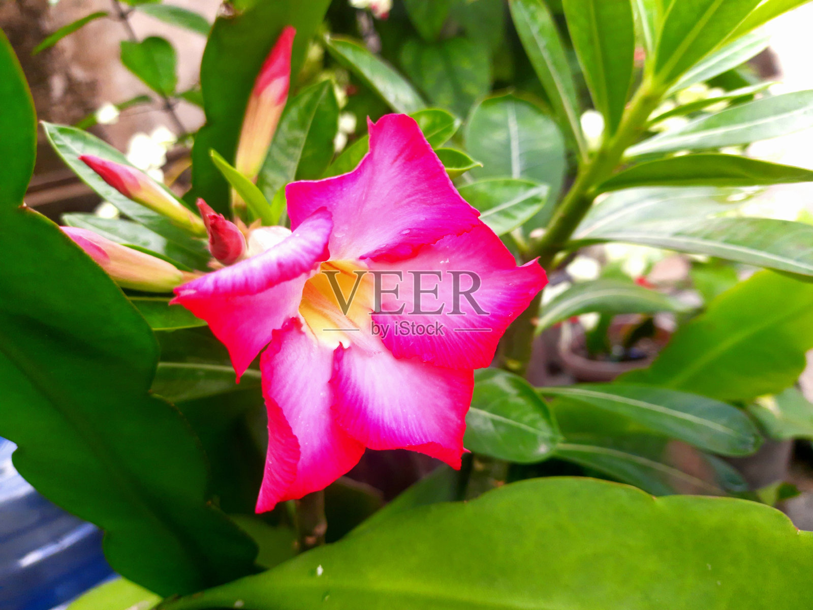 Kamboja花照片摄影图片