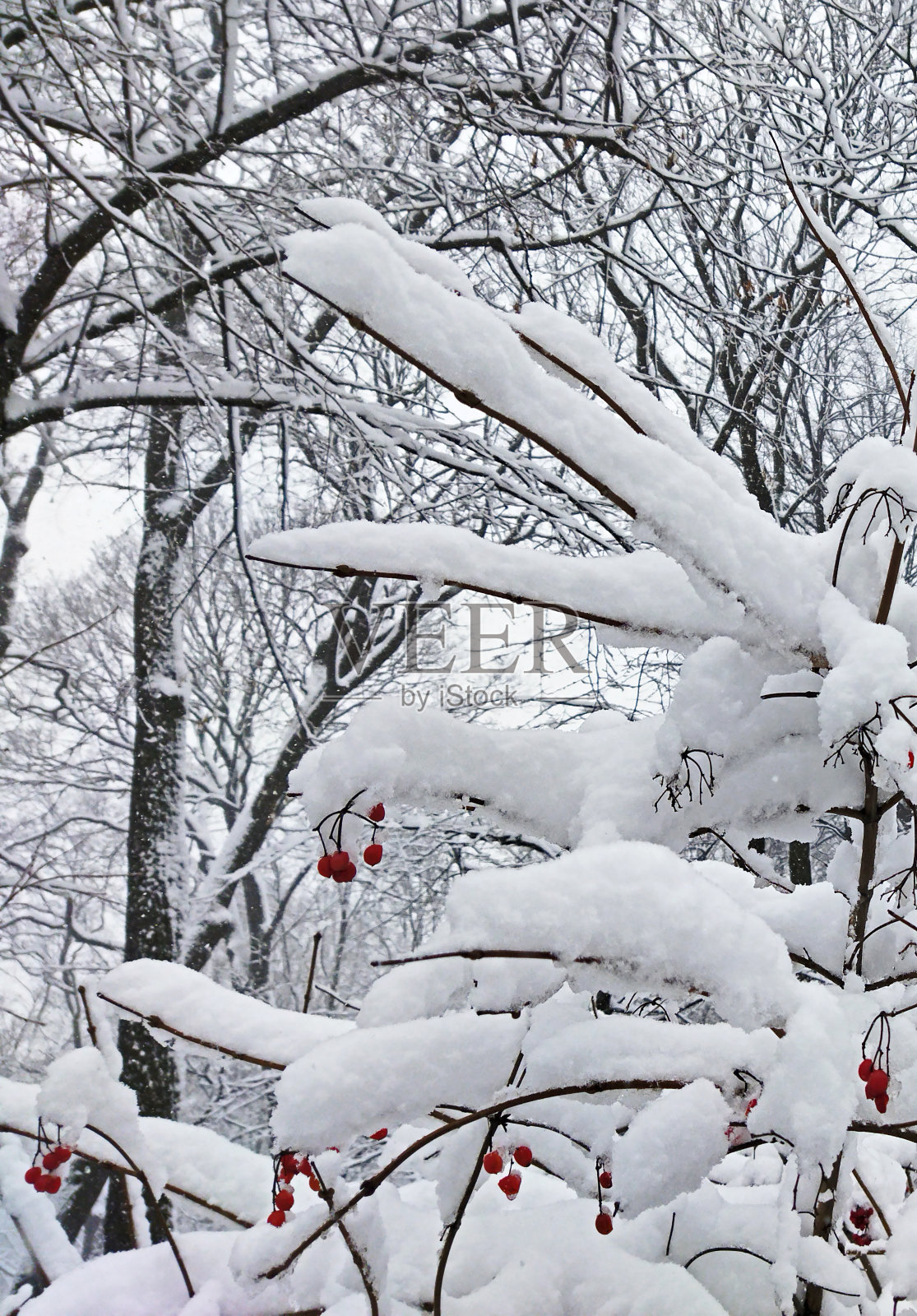 霜冻的冬日里，一棵苹果树的枝干上结满了浆果。照片摄影图片