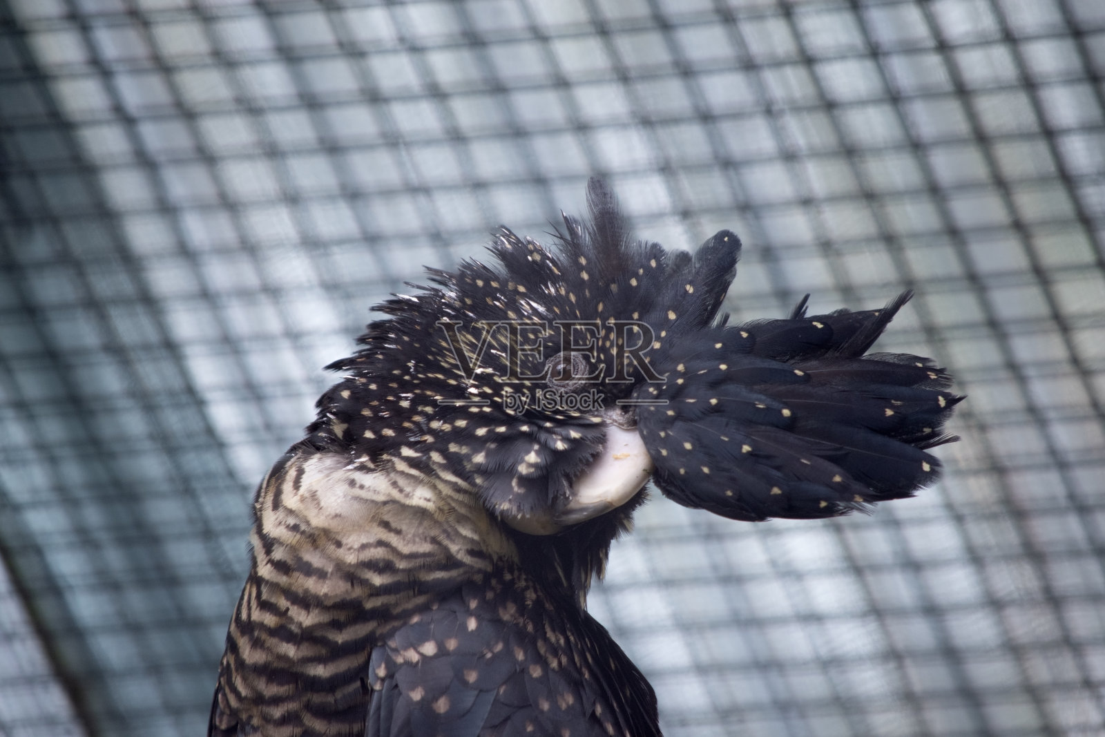 雌性红尾黑凤头鹦鹉被关在笼子里照片摄影图片