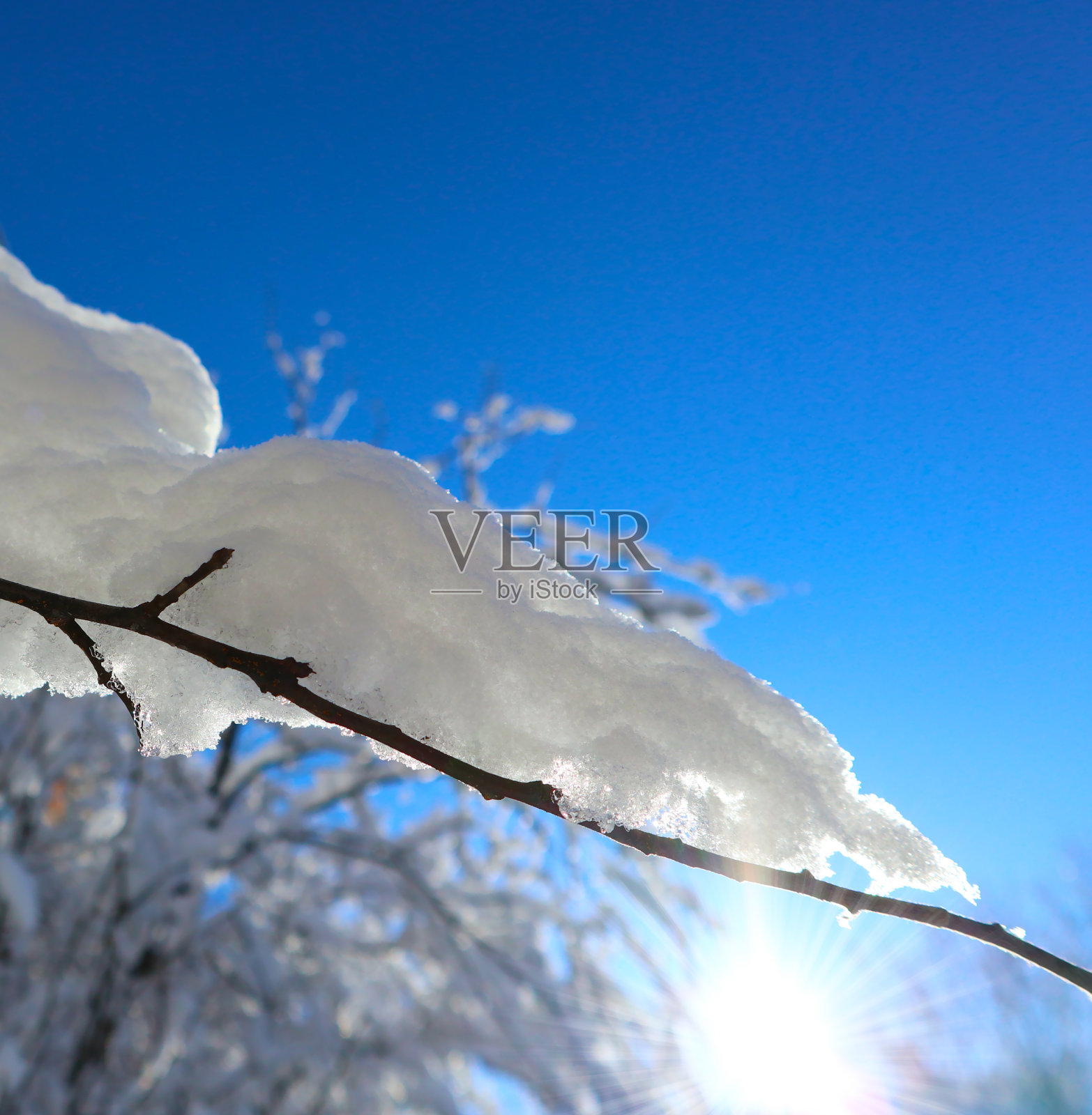 在一个寒冷的冬日里，树枝上的雪和冰的特写。照片摄影图片