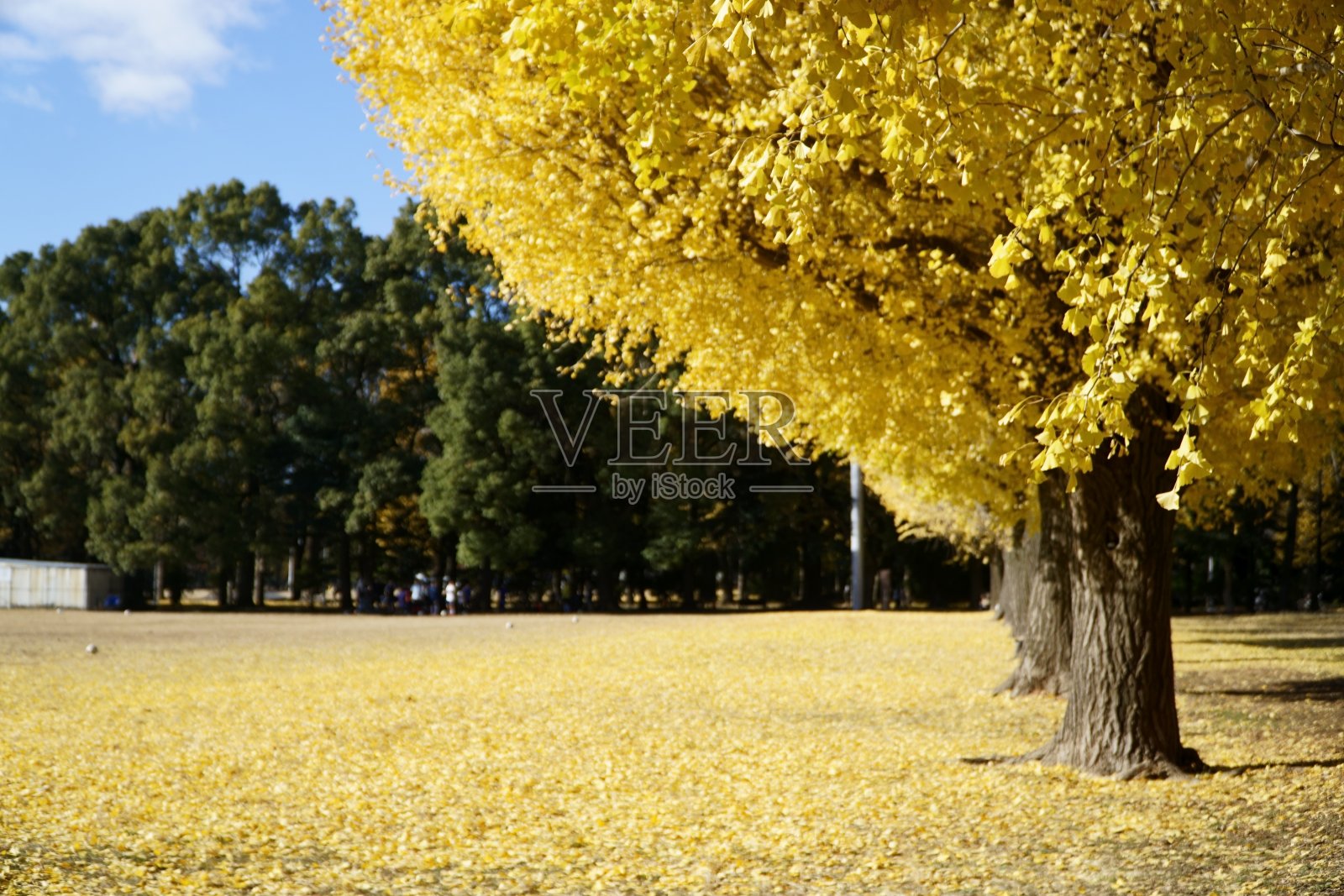 变黄的银杏和落下的银杏叶照片摄影图片